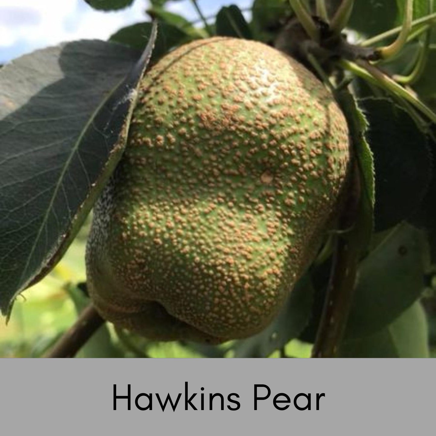 HAWKINS PEAR TREE, Huge Fruit, plant lover Gift, houseplants, Starter Plant, rare plant species, Gift for Farmers, Mom gifts, Four Feet Tall