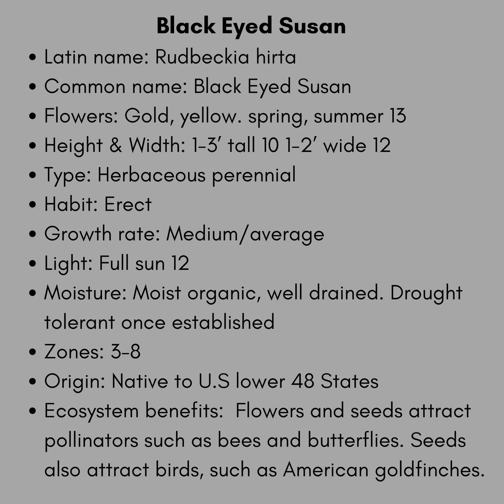 BLACK EYED SUSAN, 10 Plants Per Order, Yellow Flowers, Perennial Wildflowers, Sun Loving and Easy to Grow Plants for Flower Arrangements!