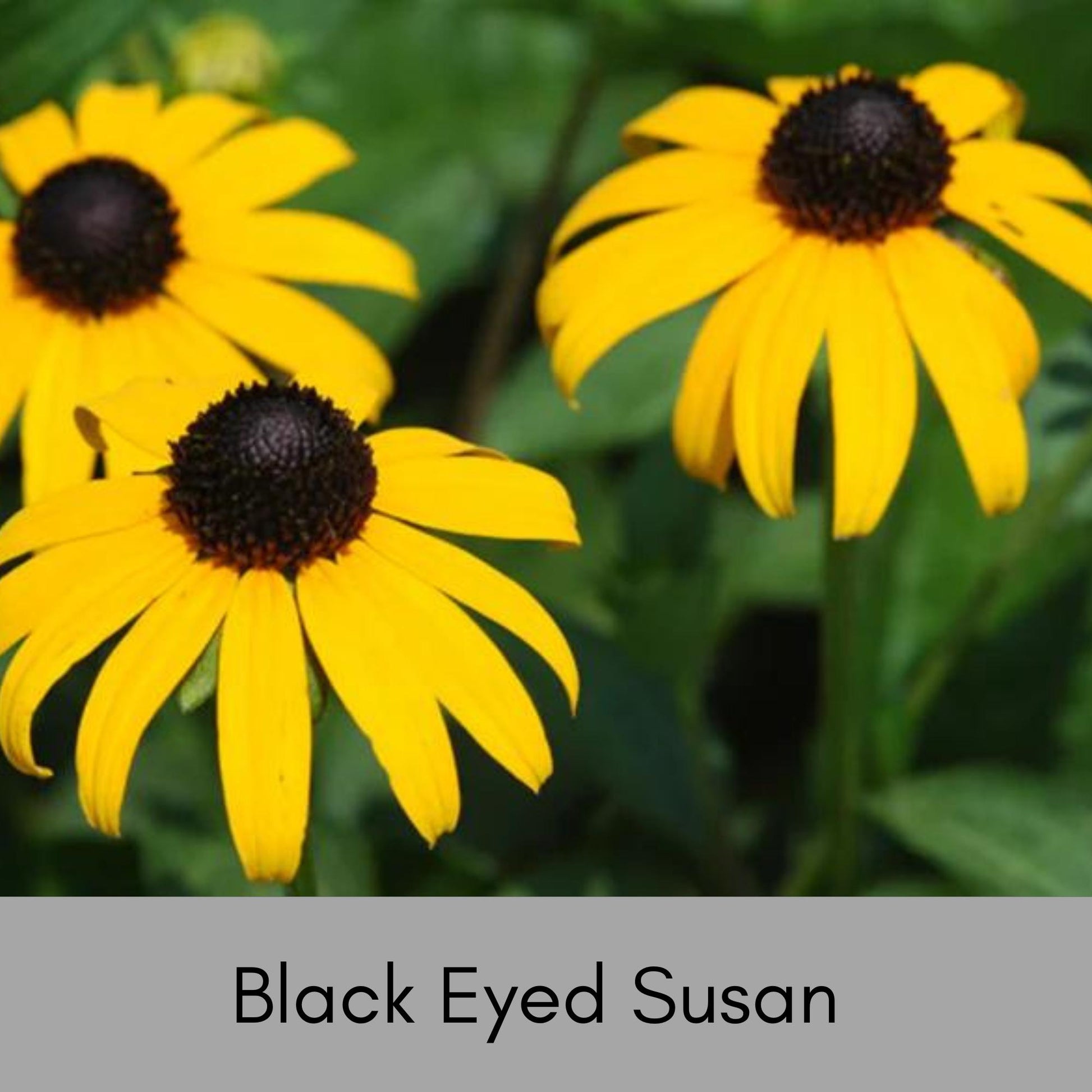 BLACK EYED SUSAN, 10 Plants Per Order, Yellow Flowers, Perennial Wildflowers, Sun Loving and Easy to Grow Plants for Flower Arrangements!