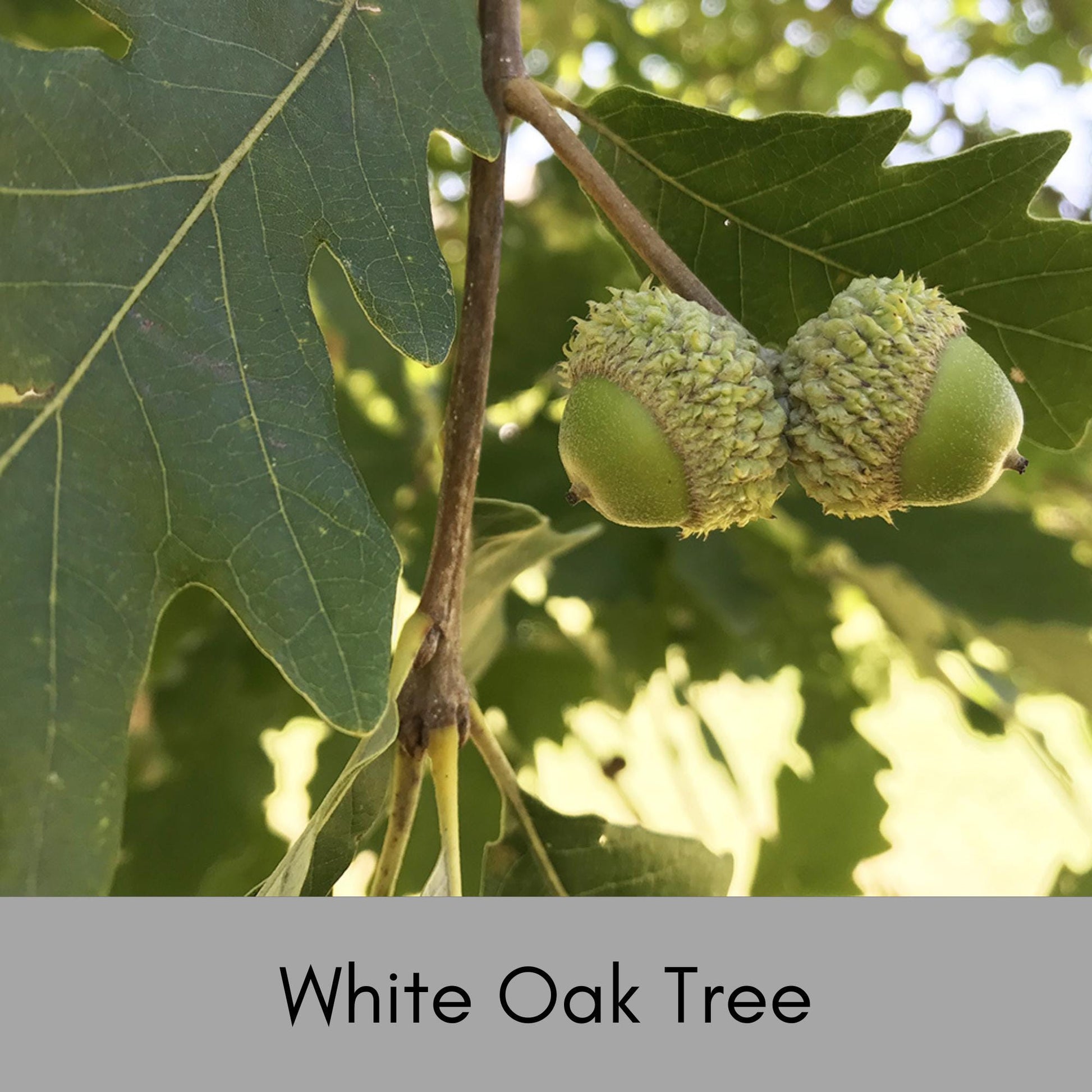 WHITE OAK Trees - 6" Plugs - Great Fall Color