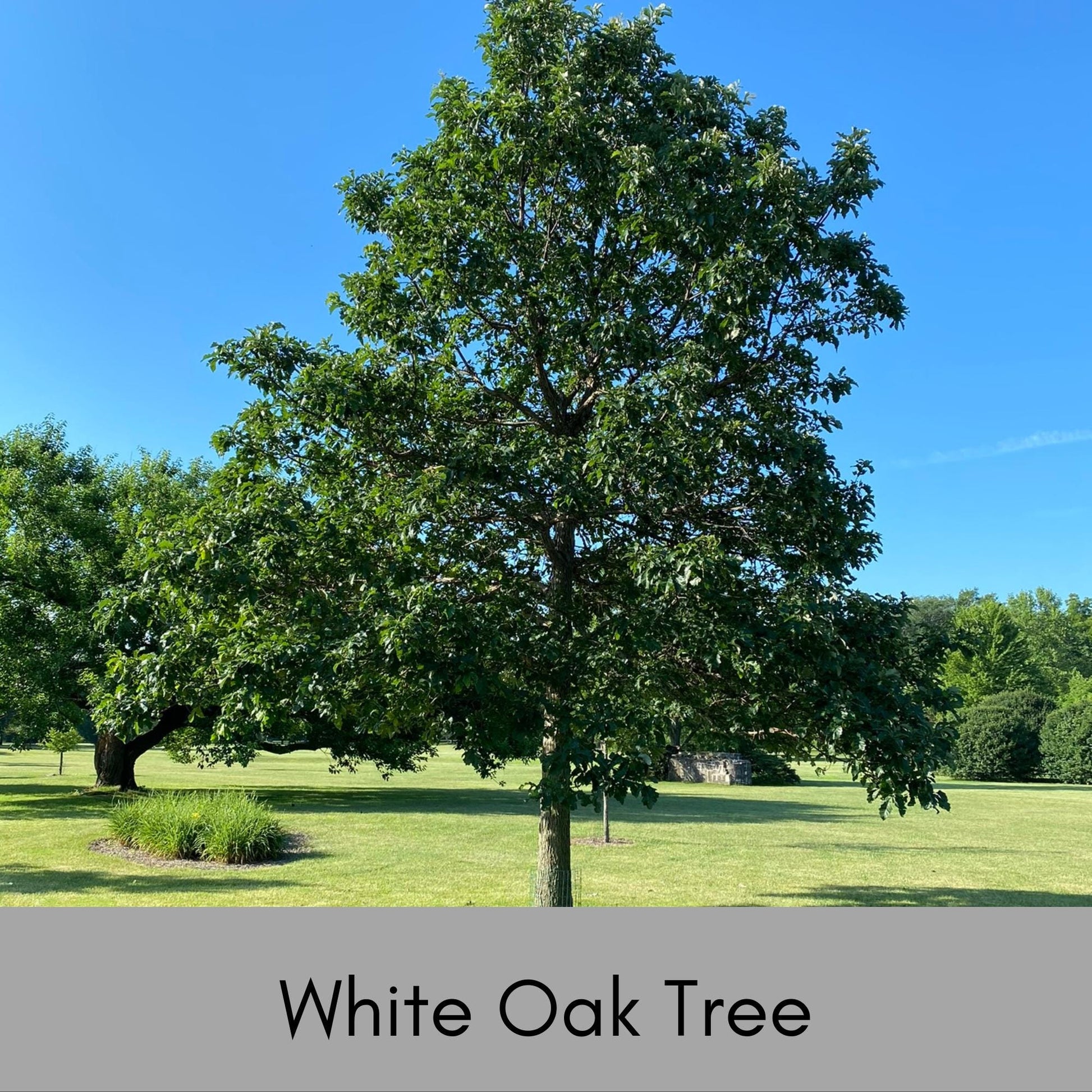 WHITE OAK Trees - 6" Plugs - Great Fall Color