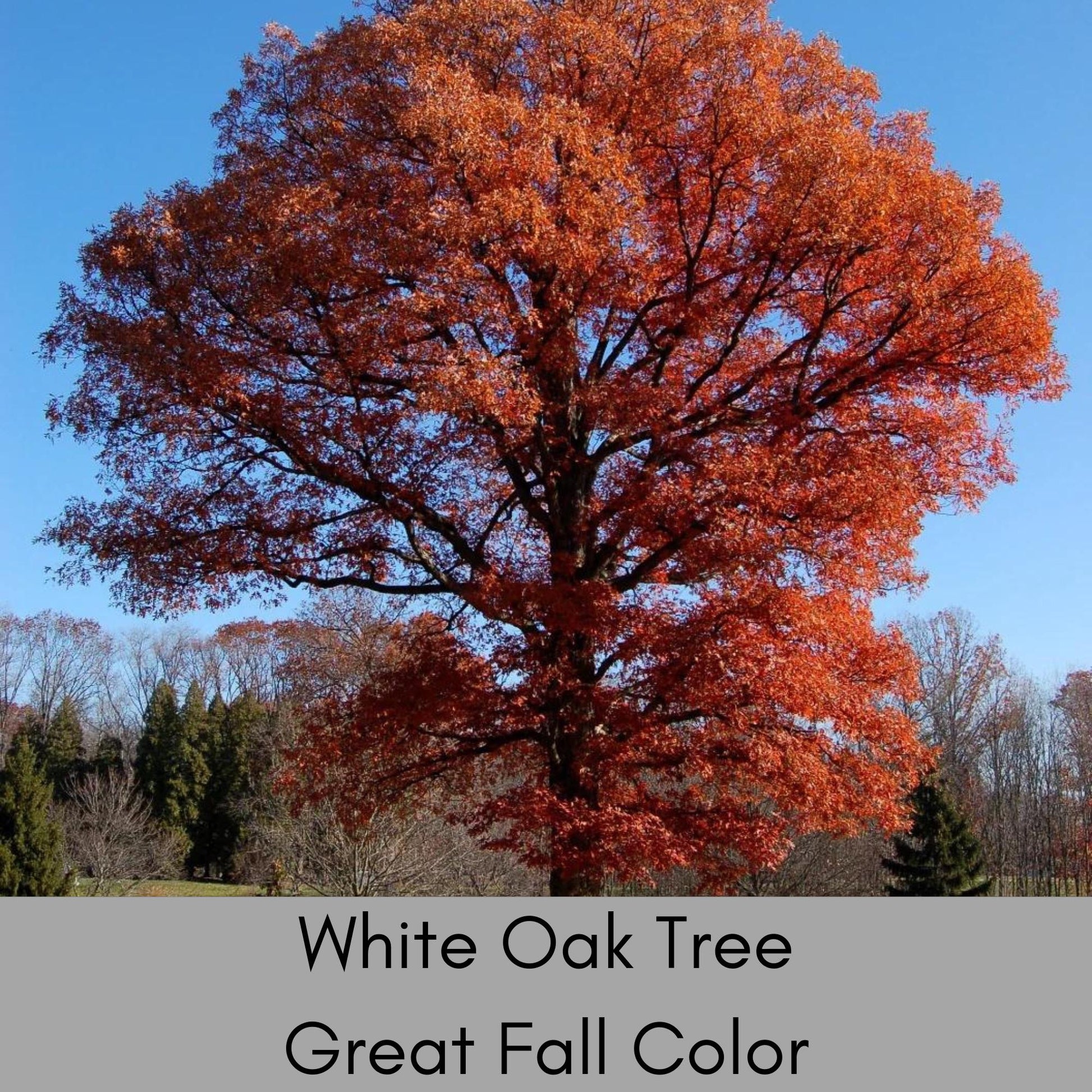 WHITE OAK Trees - 6" Plugs - Great Fall Color