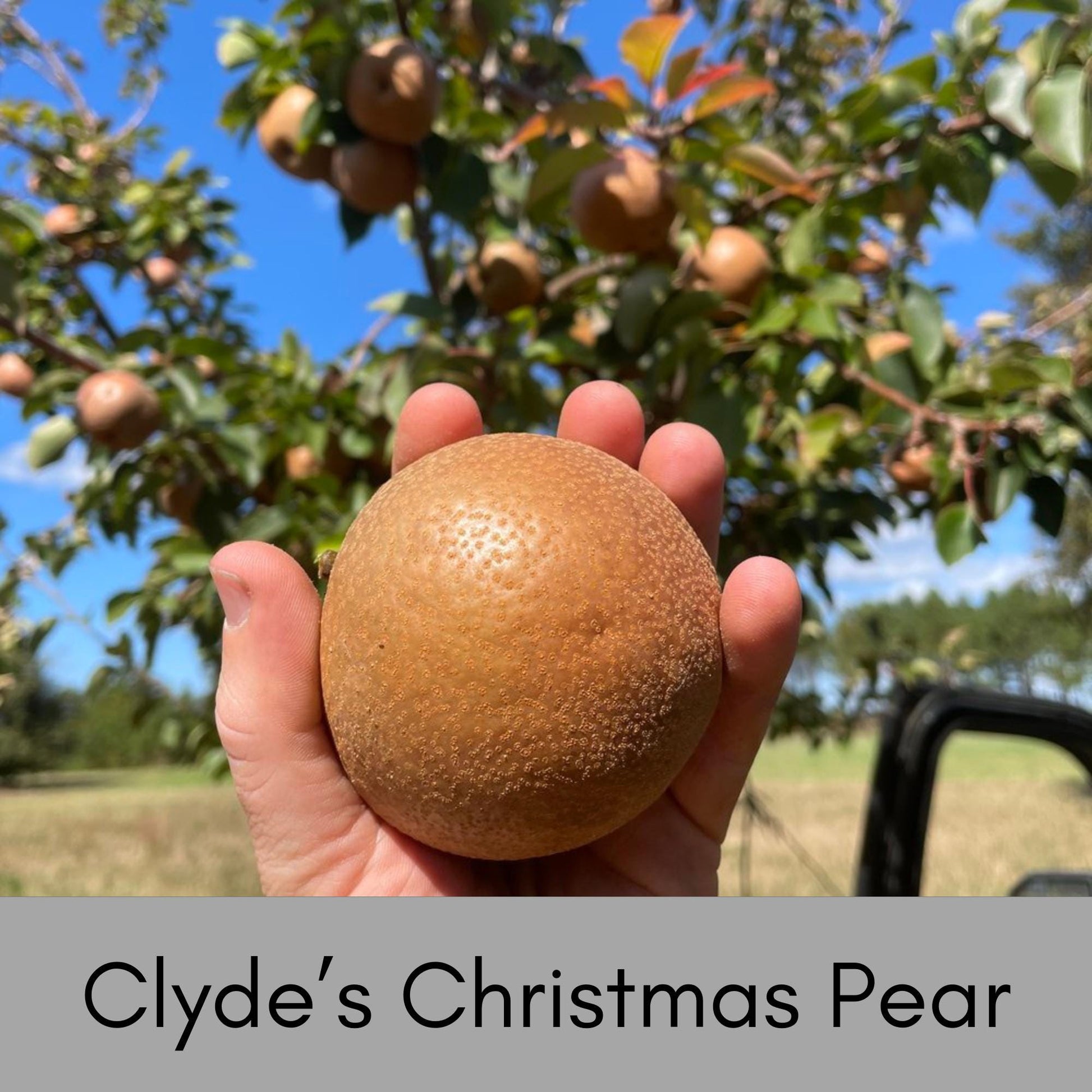 Clyde's Christmas Pear, Round Fruit, plant lover Gift, houseplants, Starter Plant, rare plant species, Christmas Gift, Four Feet Tall