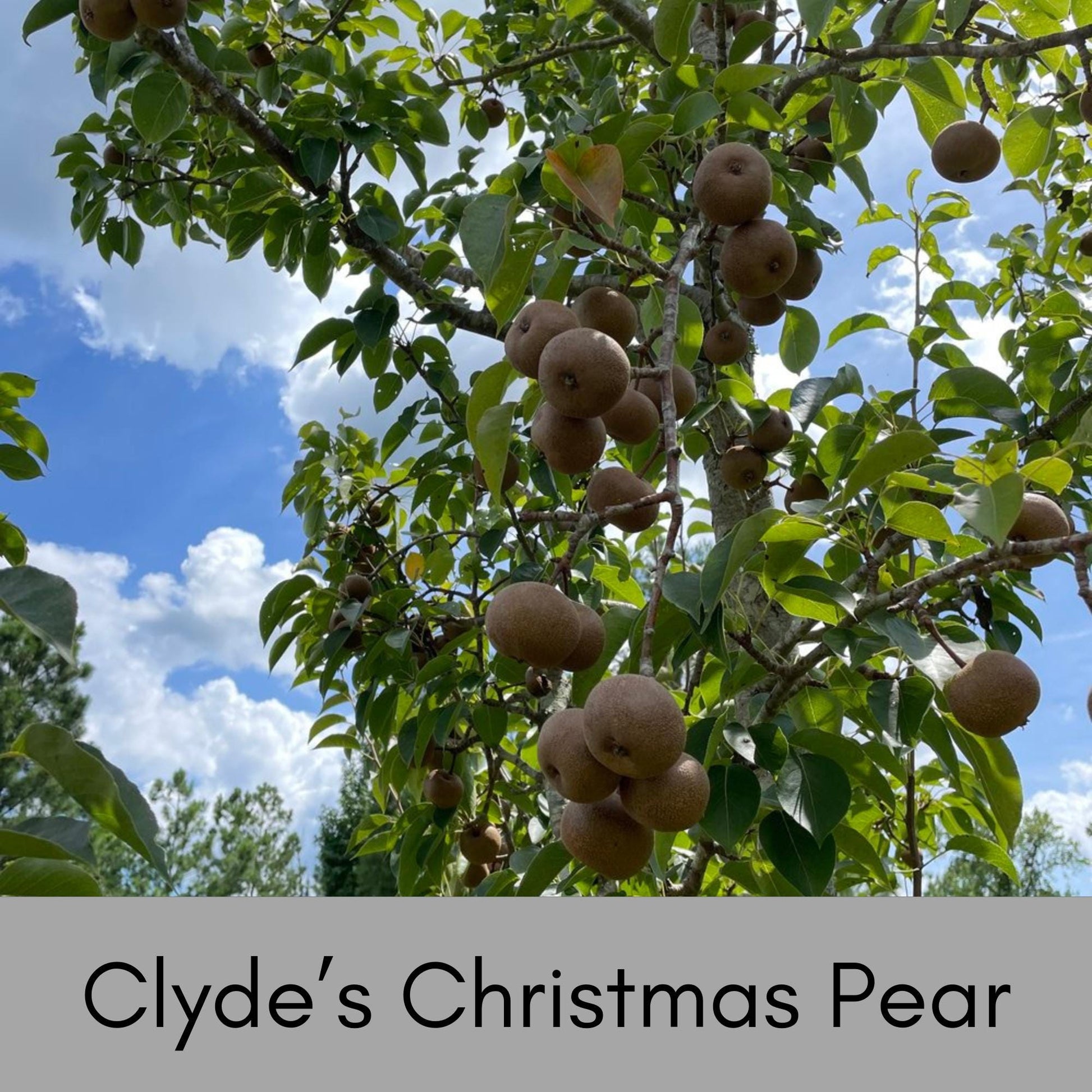 Clyde's Christmas Pear, Round Fruit, plant lover Gift, houseplants, Starter Plant, rare plant species, Christmas Gift, Four Feet Tall