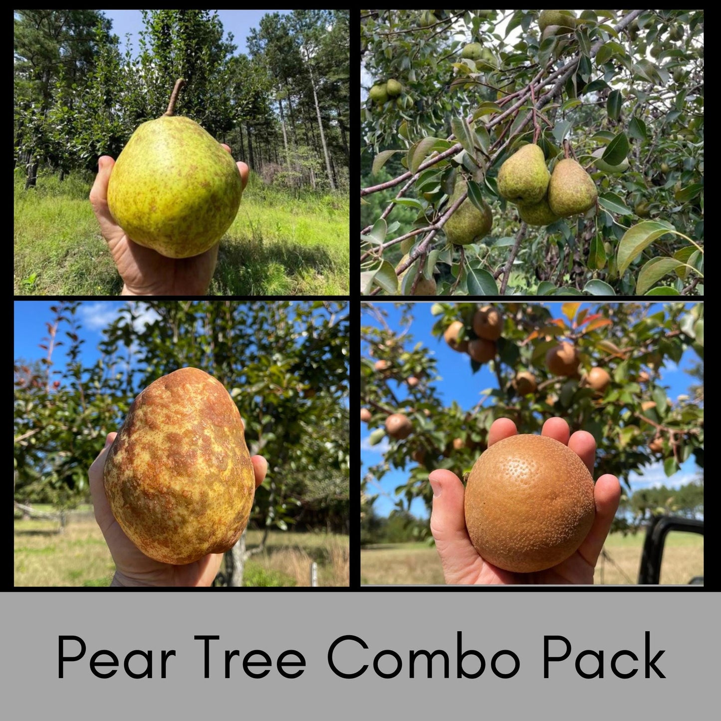 PEAR TREE COLLECTION, Fall and Winter Fruit, 4 Trees per Gift Pack, Garden Gift Trees, 3 Feet Tall Plus, White Spring Flowers, Free Shipping