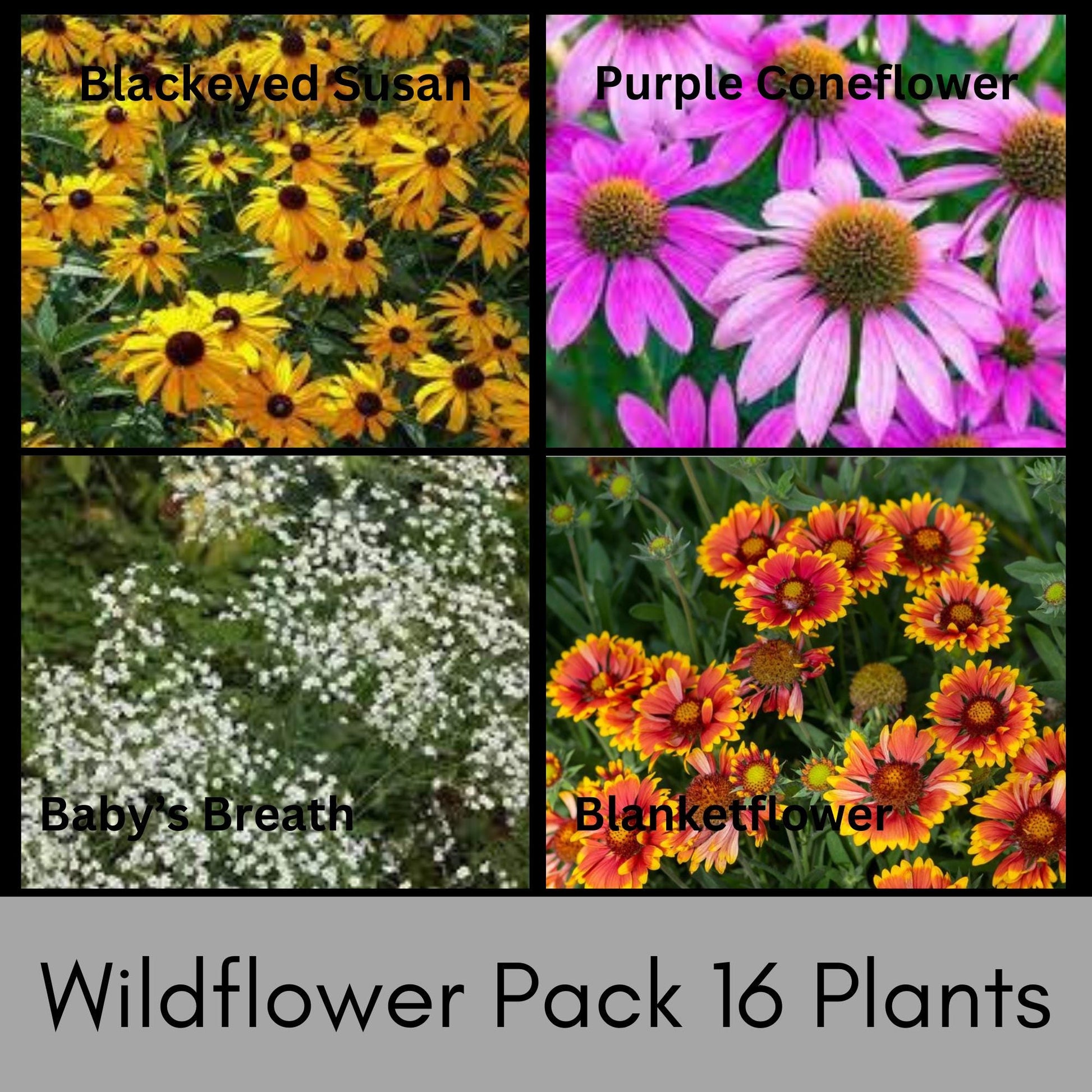 FALL WILDFLOWER PACK, 8 Different Plant Varieties, 16 Total Plants Included With Each Order, Free Shipping, Sun Loving Perennial, Pollinator