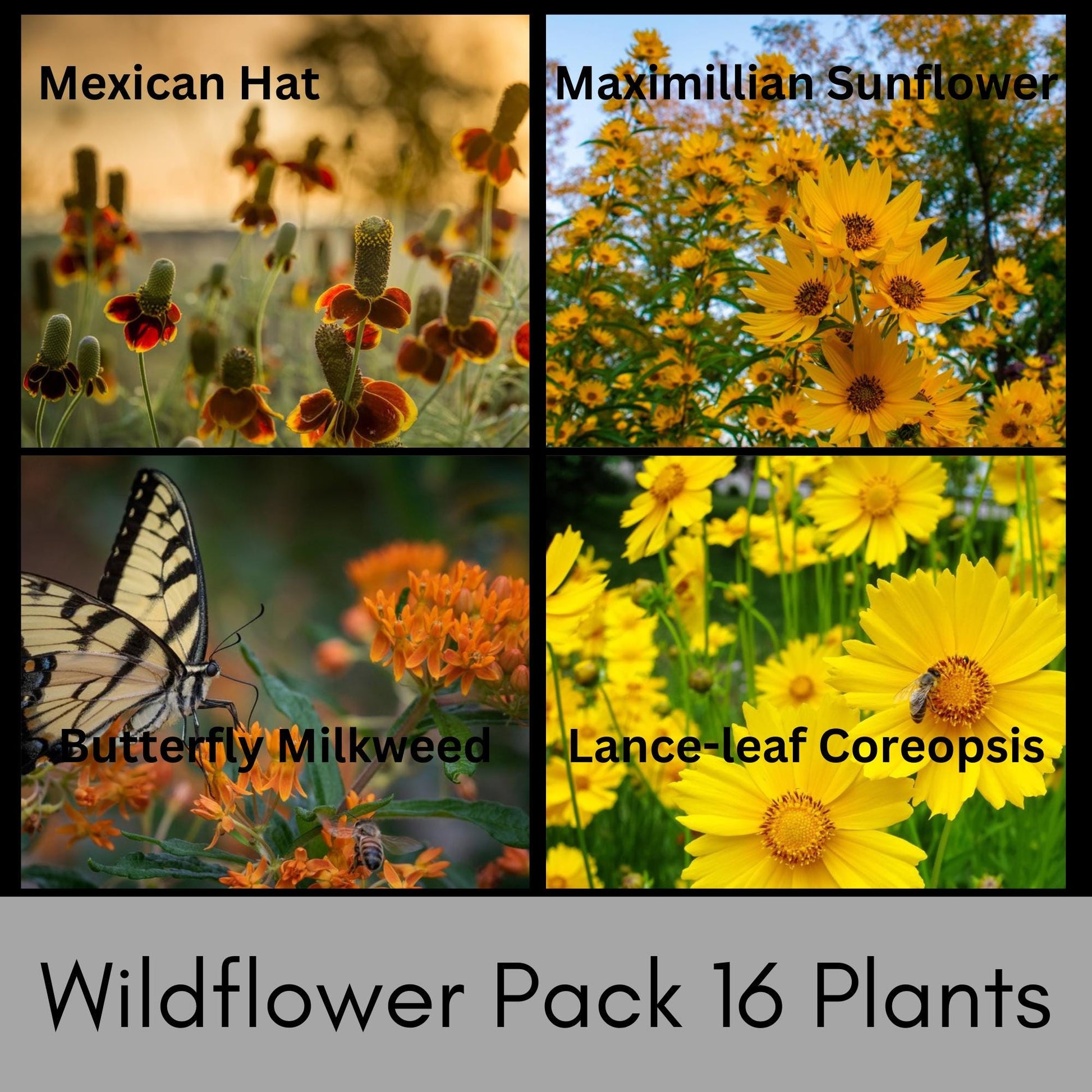 FALL WILDFLOWER PACK, 8 Different Plant Varieties, 16 Total Plants Included With Each Order, Free Shipping, Sun Loving Perennial, Pollinator