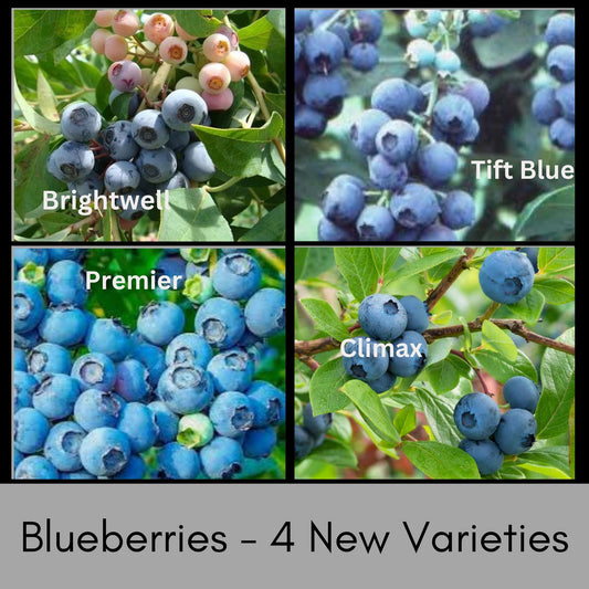 Blueberry Bushes, Edible Fruits, 4 Varieties, Nutritious Foods, 2 Feet Tall Plants, Easy to Grow and Fast Growing, Garden Gifts