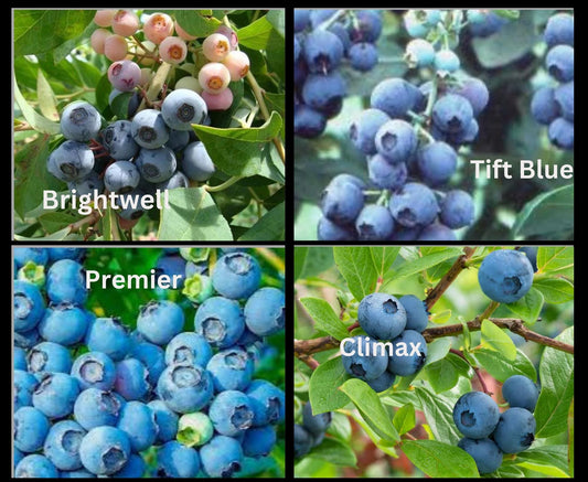 Blueberry Bushes, Edible Fruits, 4 Varieties, Nutritious Foods, 2 Feet Tall Plants, Easy to Grow and Fast Growing, Garden Gifts