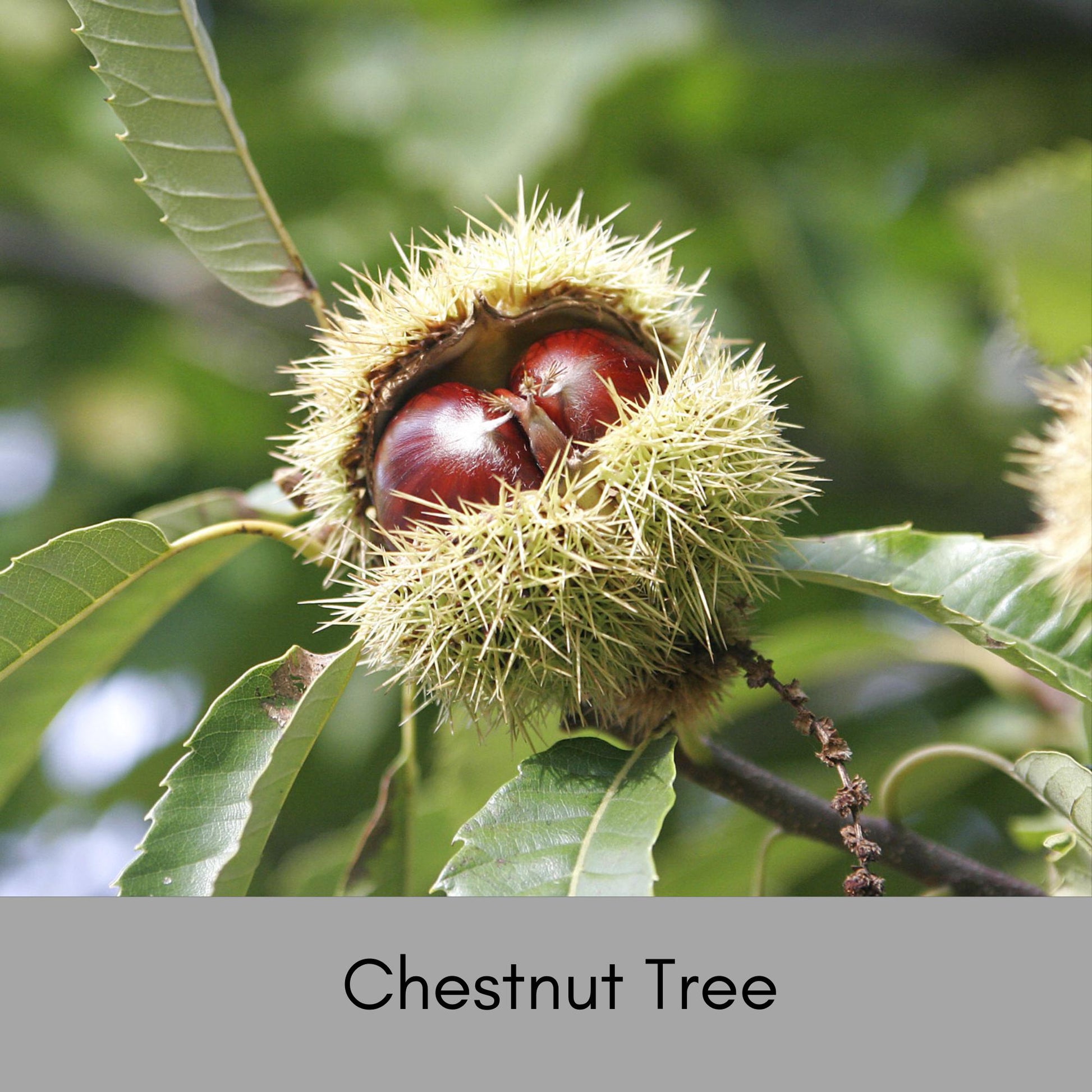 HYBRID CHESTNUT TREES, Fast growing shade tree, Produces Chestnuts!, Easy to Grow!, Wildlife Friendly, Landscape Tree, Great Garden Gift!