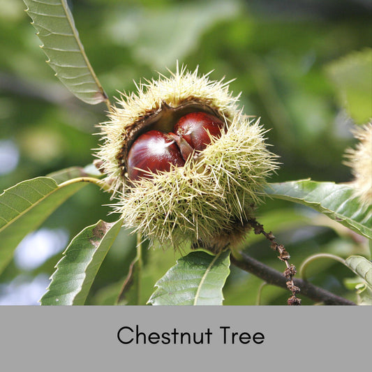 HYBRID CHESTNUT TREES, Fast growing shade tree, Produces Chestnuts!, Easy to Grow!, Wildlife Friendly, Landscape Tree, Great Garden Gift!