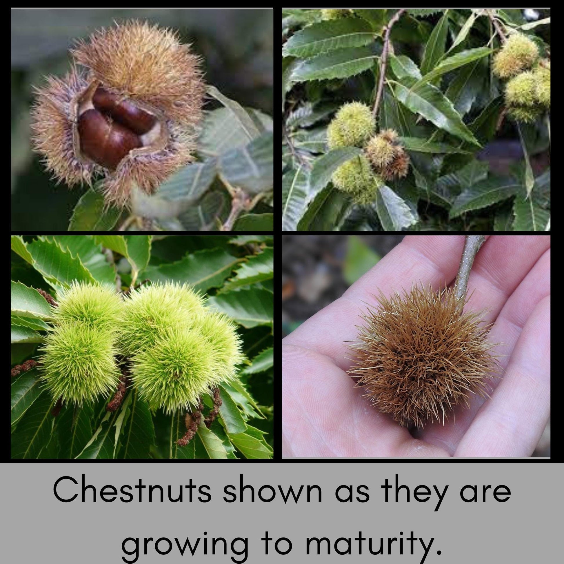 HYBRID CHESTNUT TREES, Fast growing shade tree, Produces Chestnuts!, Easy to Grow!, Wildlife Friendly, Landscape Tree, Great Garden Gift!