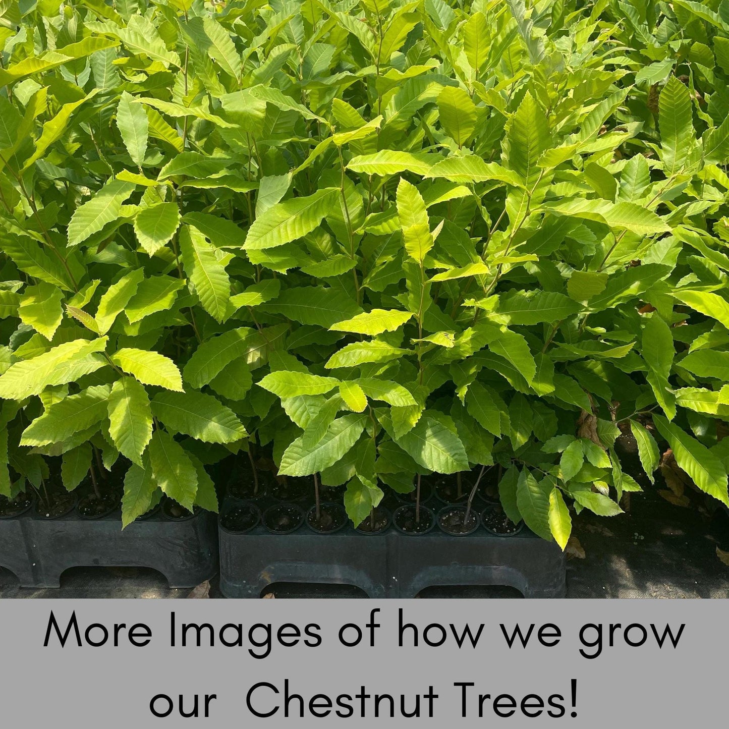 HYBRID CHESTNUT TREES, Fast growing shade tree, Produces Chestnuts!, Easy to Grow!, Wildlife Friendly, Landscape Tree, Great Garden Gift!