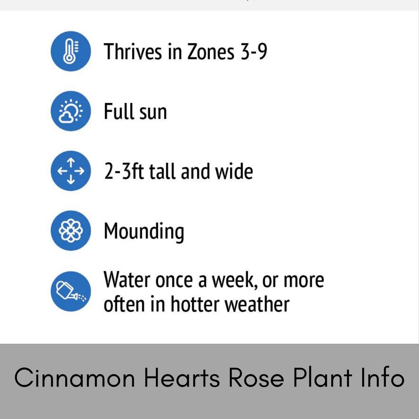 Cinnamon Hearts Rose, Dwarf Rose Bush with Red Flowers, Disease Resistant, Free Shipping 1 Gallon Size Containers, Fast Growing Plants, Gift