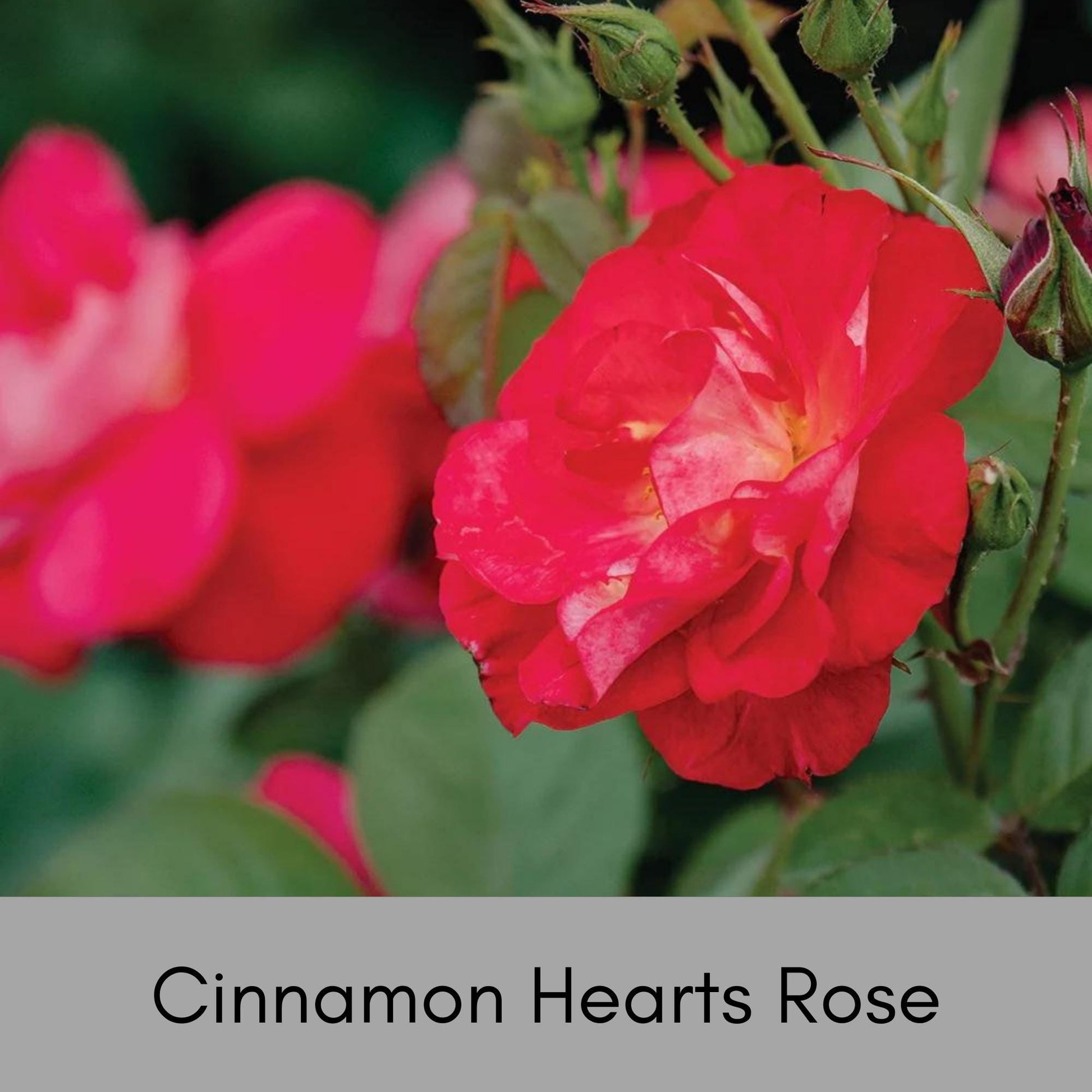 Cinnamon Hearts Rose, Dwarf Rose Bush with Red Flowers, Disease Resistant, Free Shipping 1 Gallon Size Containers, Fast Growing Plants, Gift