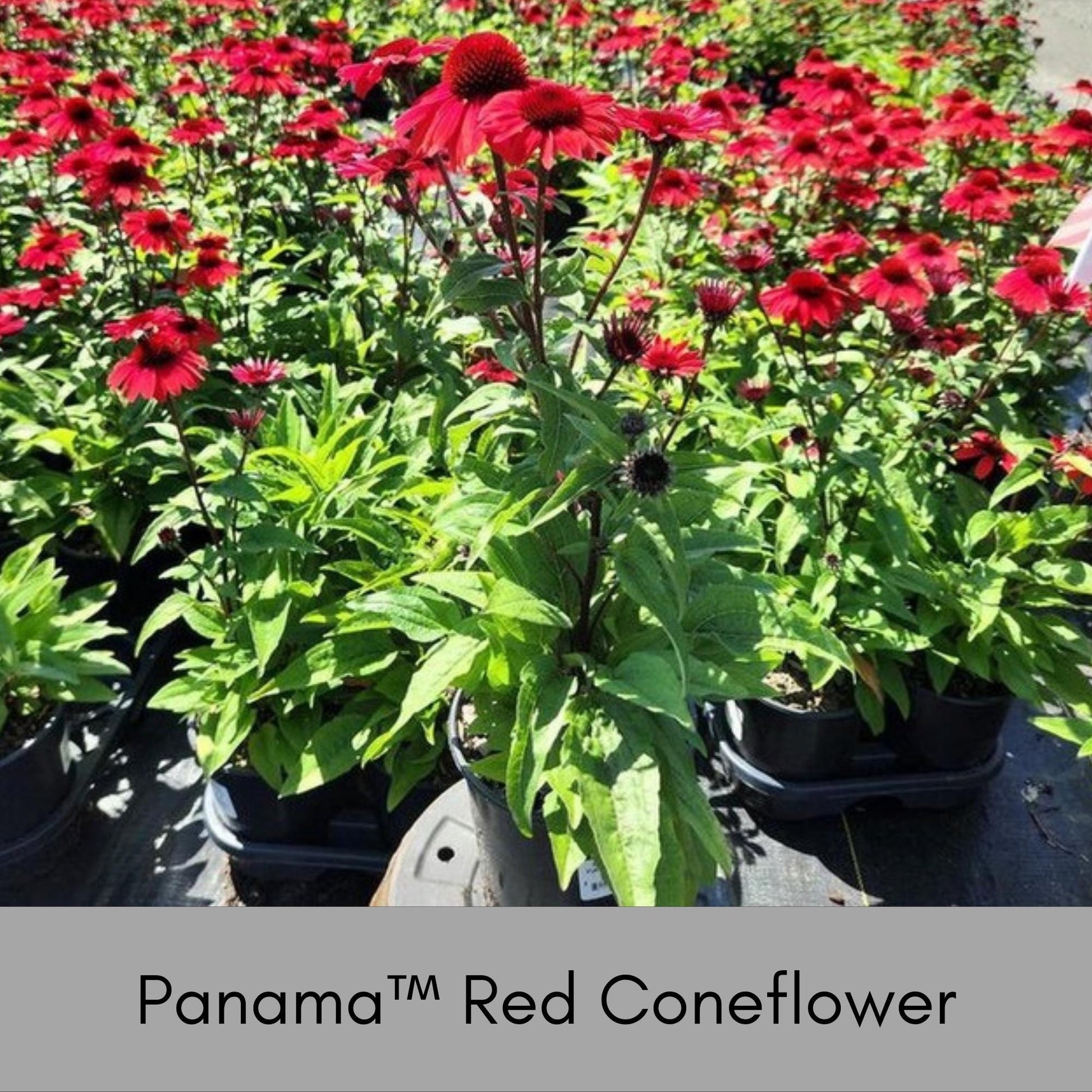 Panama™ Red Coneflower, Echinacea, Christmas Red Flowers, Great Garden Gift that thrives in FULL SUN!, Low Maintenance Plant, Cut Flowers