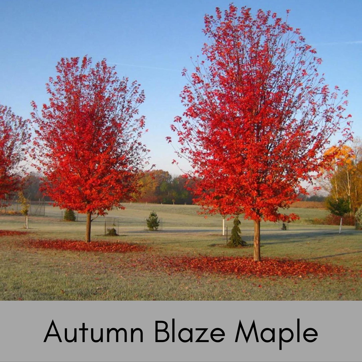 Autumn Blaze Maple | 5 Gallon Container| 4-5' Tall | Free Shipping