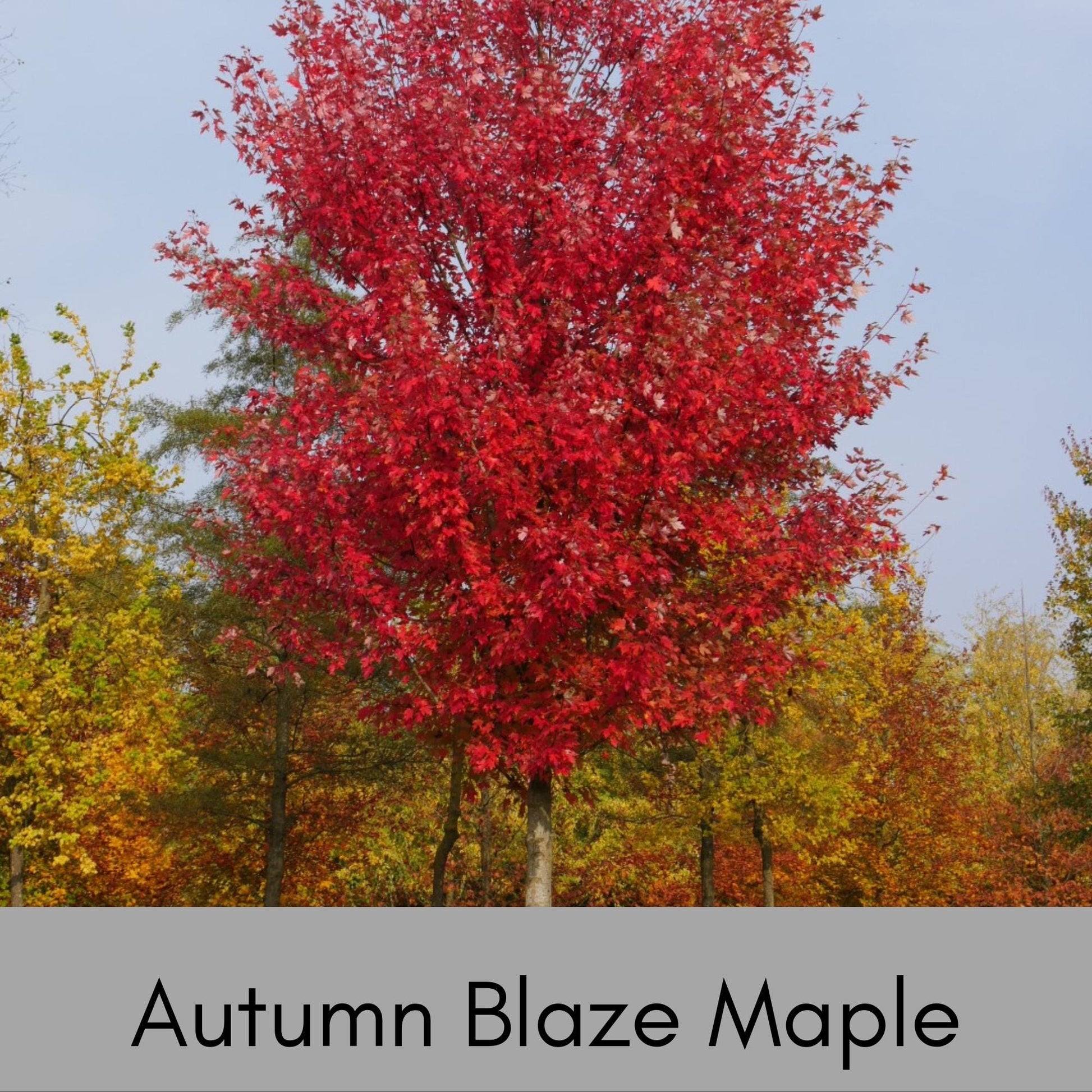 Autumn Blaze Maple | 5 Gallon Container| 4-5' Tall | Free Shipping