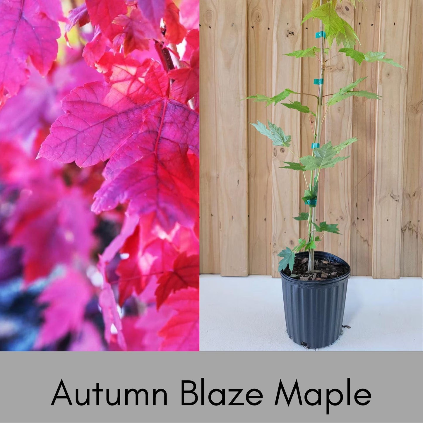 Autumn Blaze Maple | 5 Gallon Container| 4-5' Tall | Free Shipping