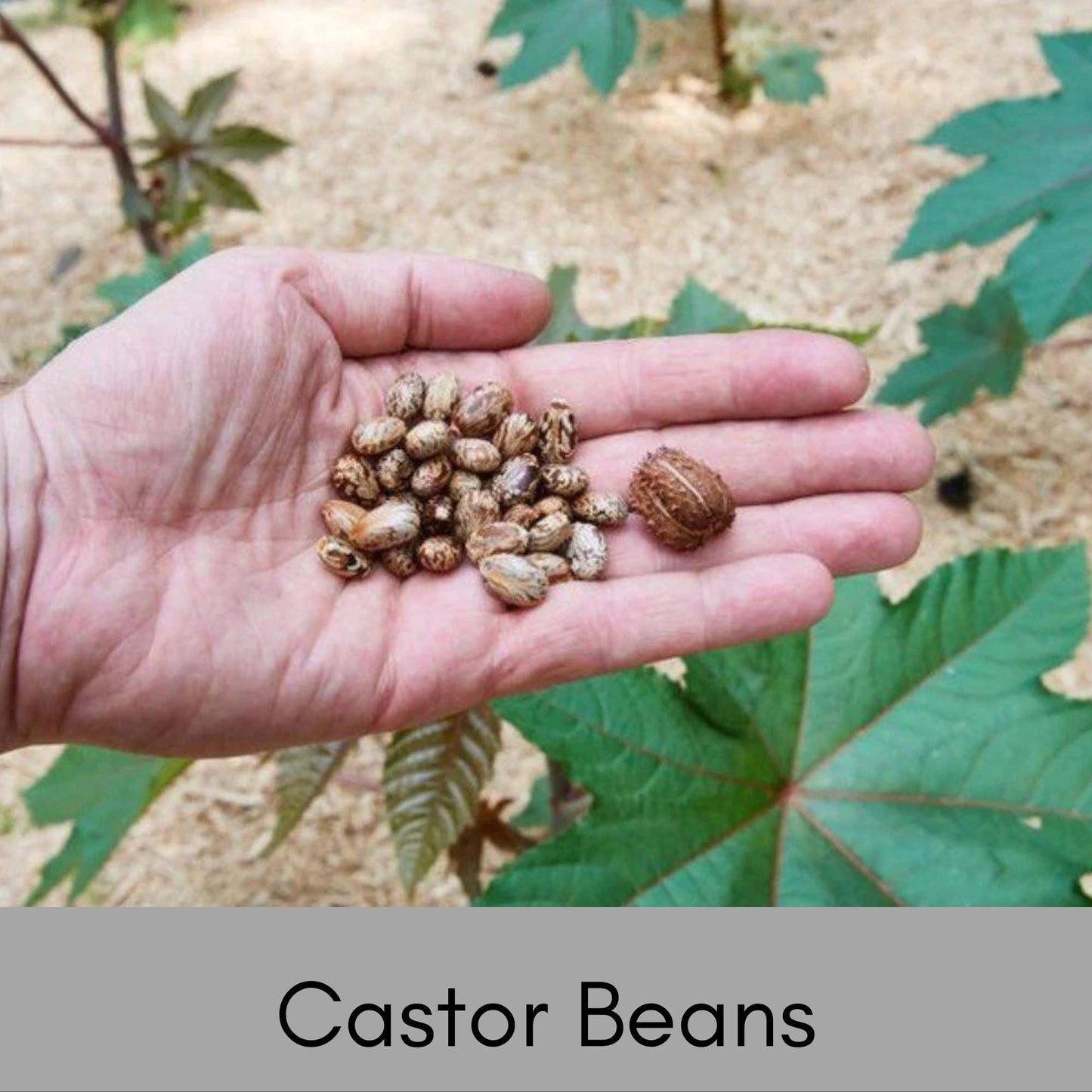 HEIRLOOM CASTOR BEAN Seeds - Perfect for Woodland Garden - Natural Vole and Mole Repealant - 12 seeds with each order!