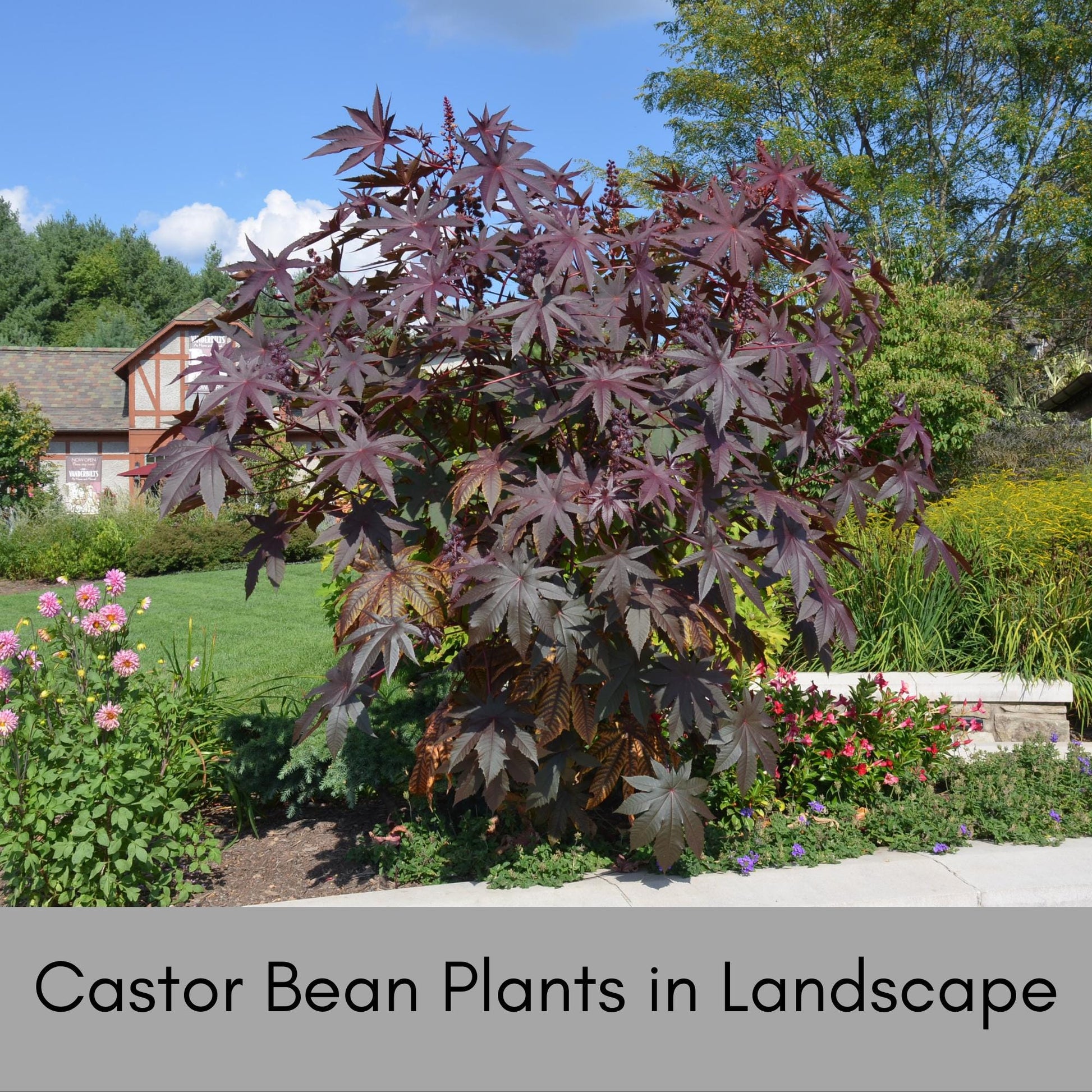 HEIRLOOM CASTOR BEAN Seeds - Perfect for Woodland Garden - Natural Vole and Mole Repealant - 12 seeds with each order!