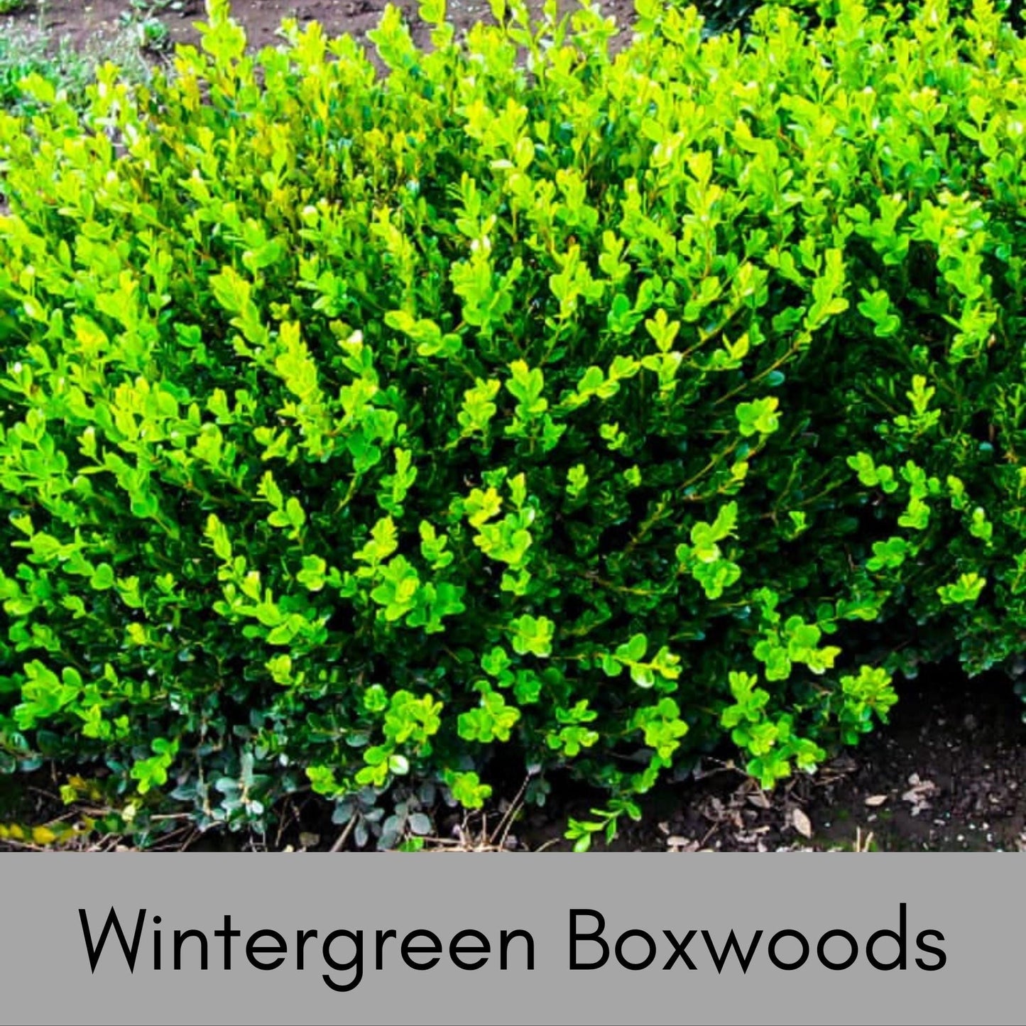 Wintergreen Boxwood - 1 gallon - Great for Bonsai, Topiary, or Hedges