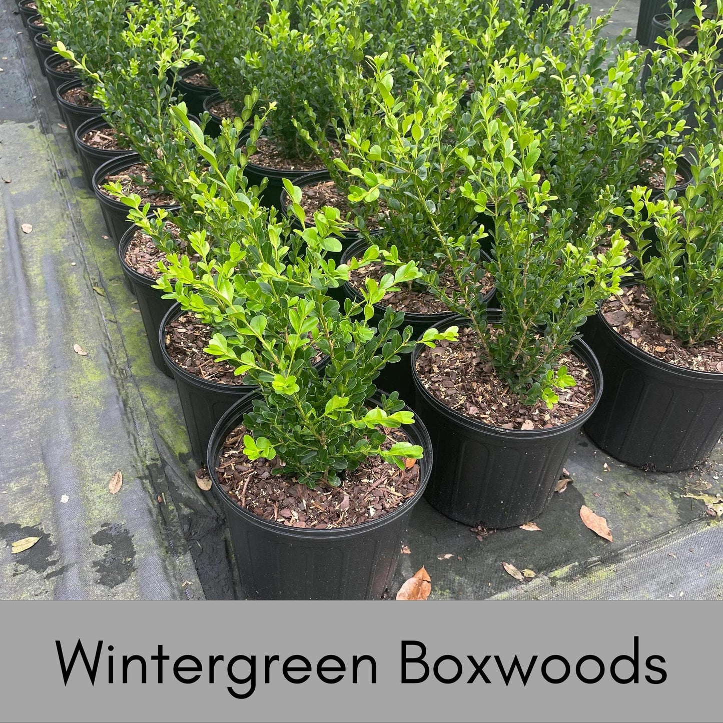 Wintergreen Boxwood - 1 gallon - Great for Bonsai, Topiary, or Hedges