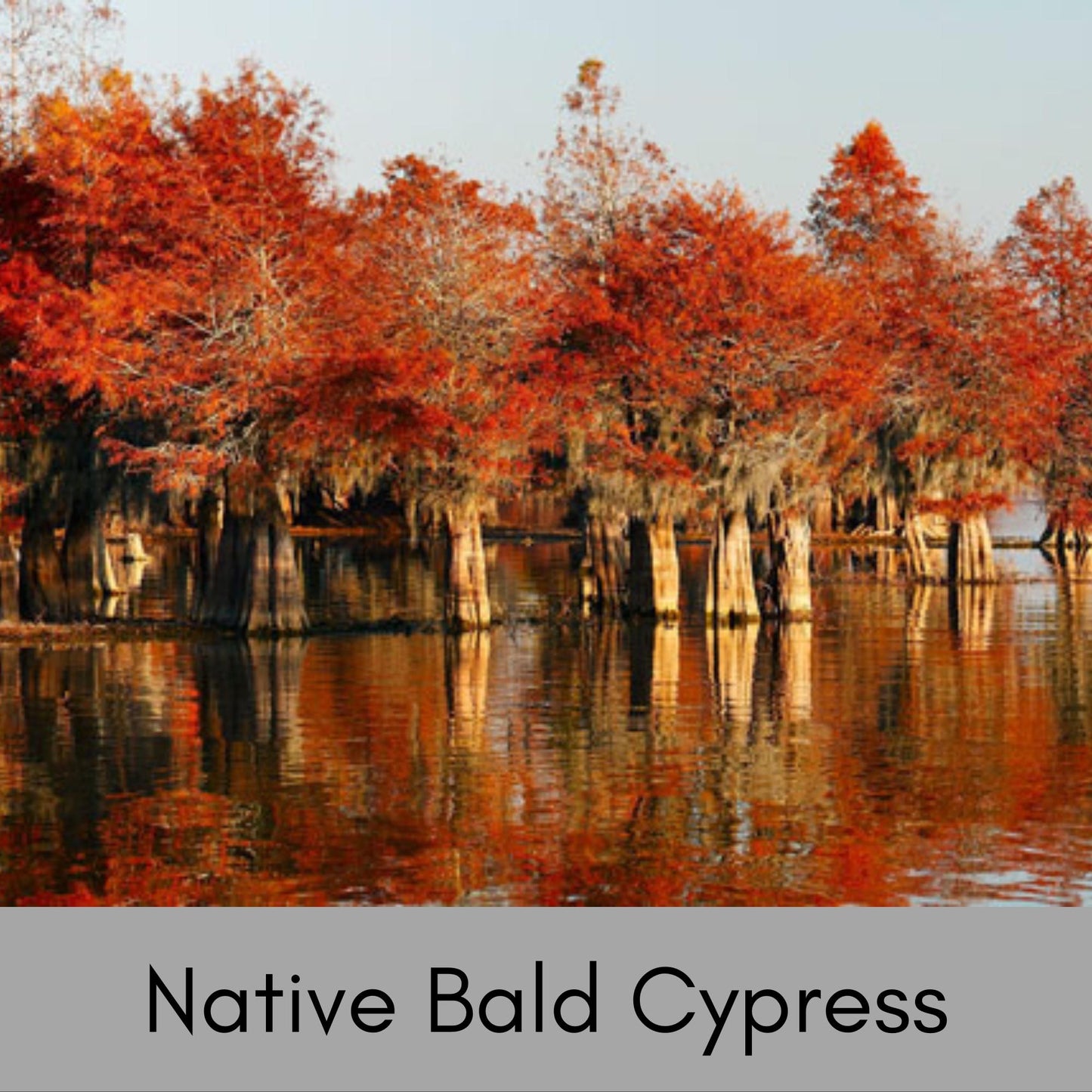 Bald Cypress Tree | 24" Tall Plus | Free Shipping!