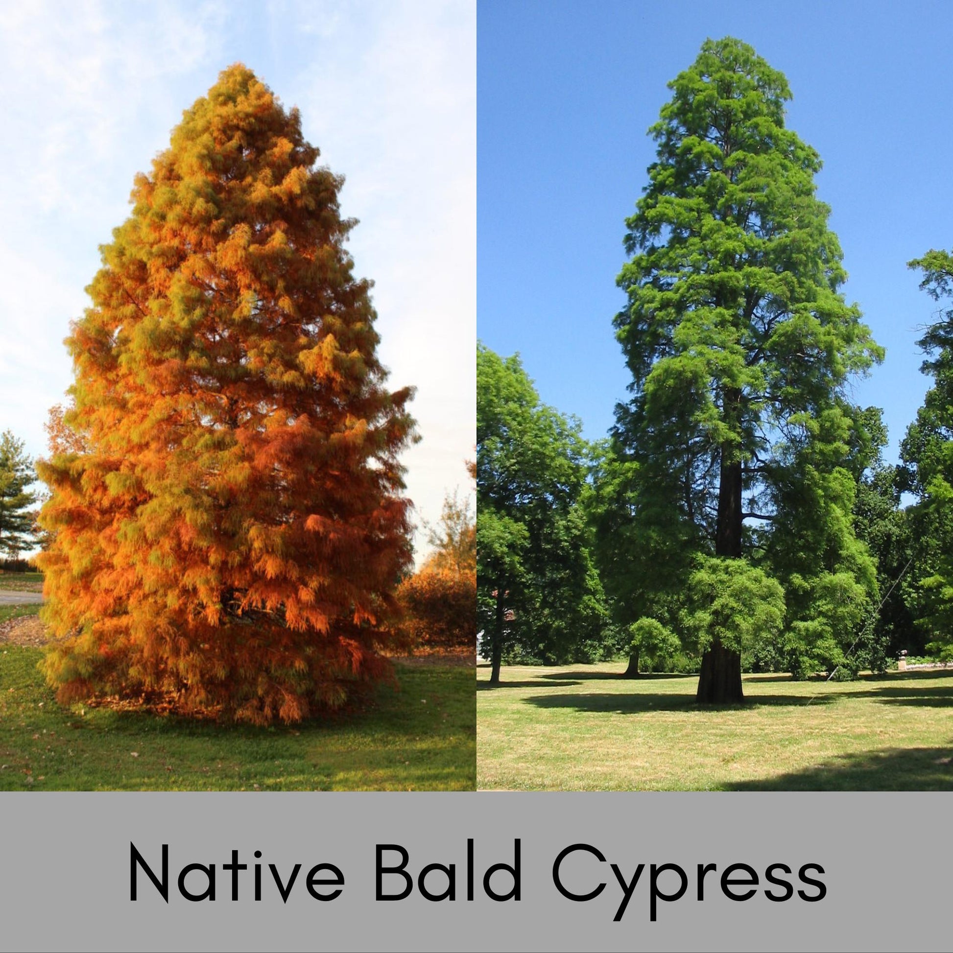 Bald Cypress Tree | 24" Tall Plus | Free Shipping!