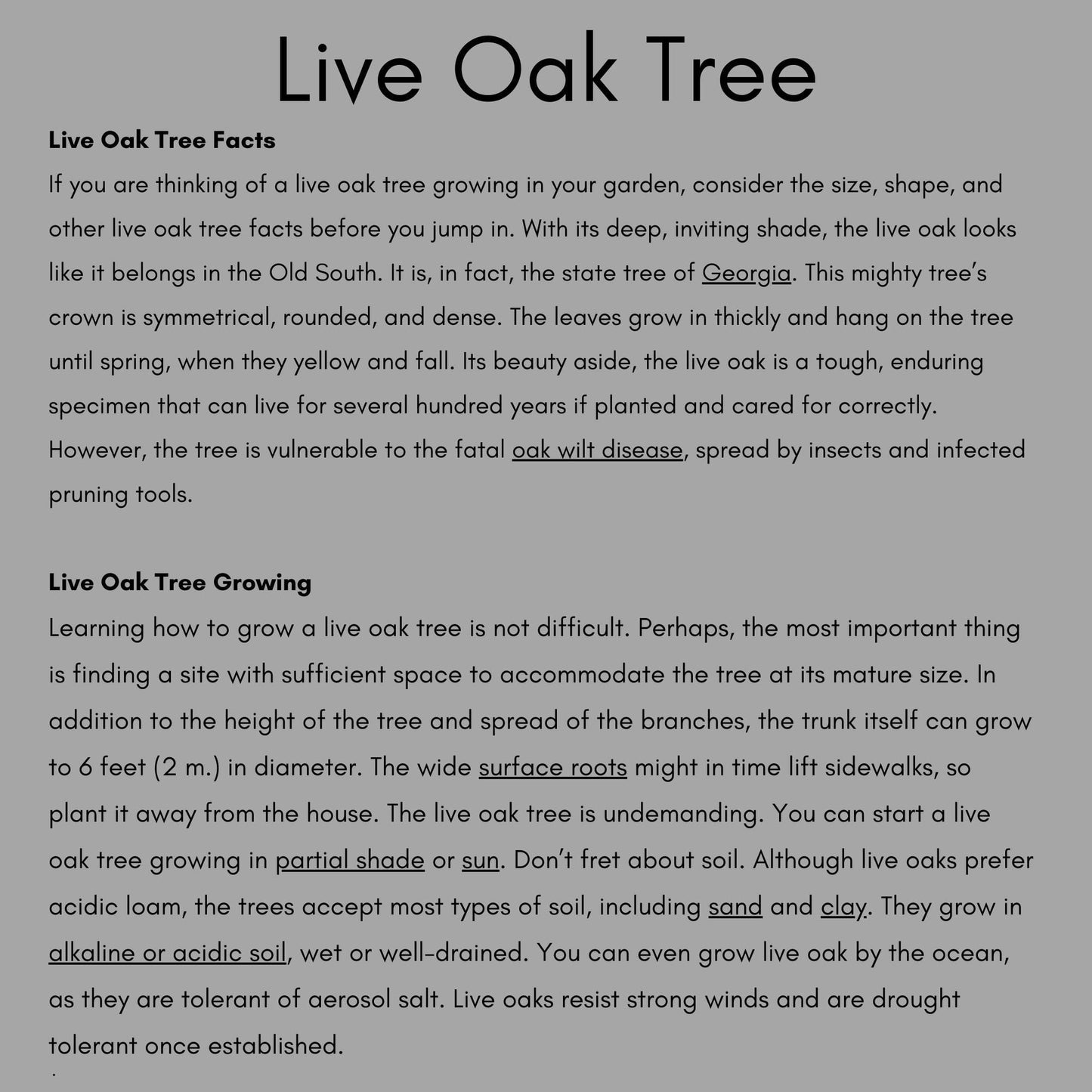 LIVE OAK TREES - 3’ Feet Tall Plus - Free Shipping!