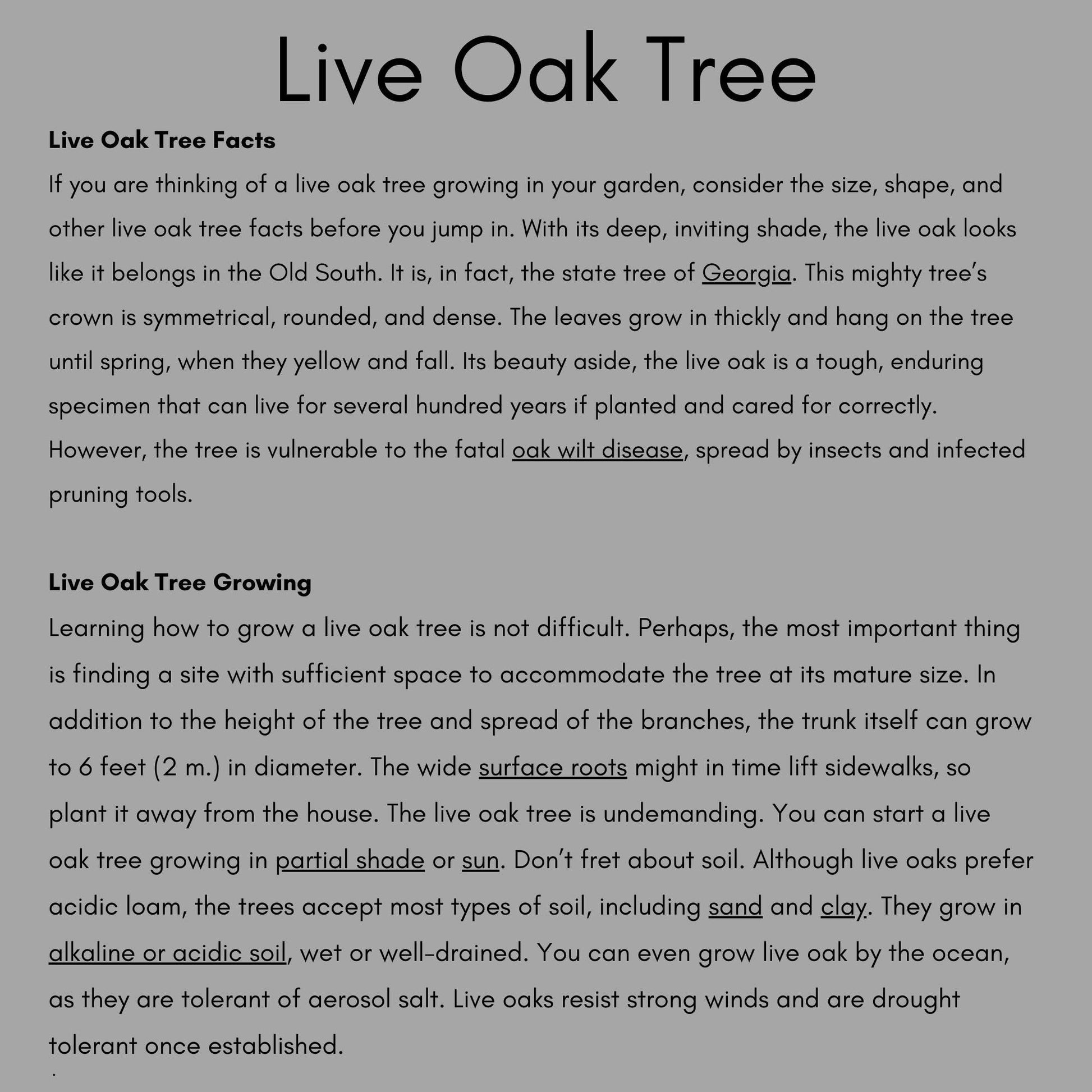 LIVE OAK TREES - 3’ Feet Tall Plus - Free Shipping!