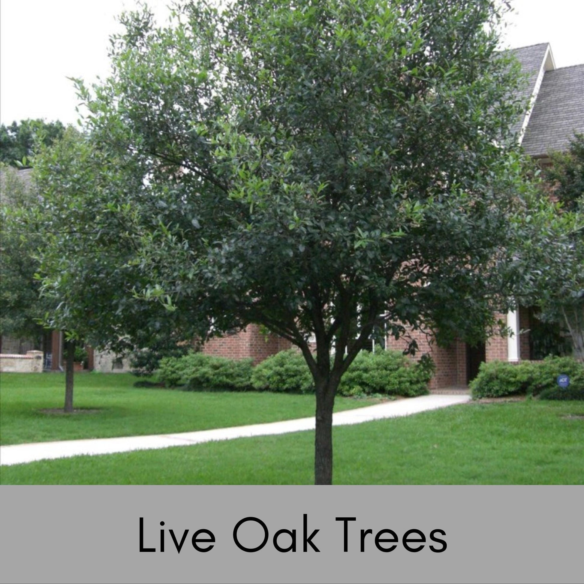 LIVE OAK TREES - 3’ Feet Tall Plus - Free Shipping!