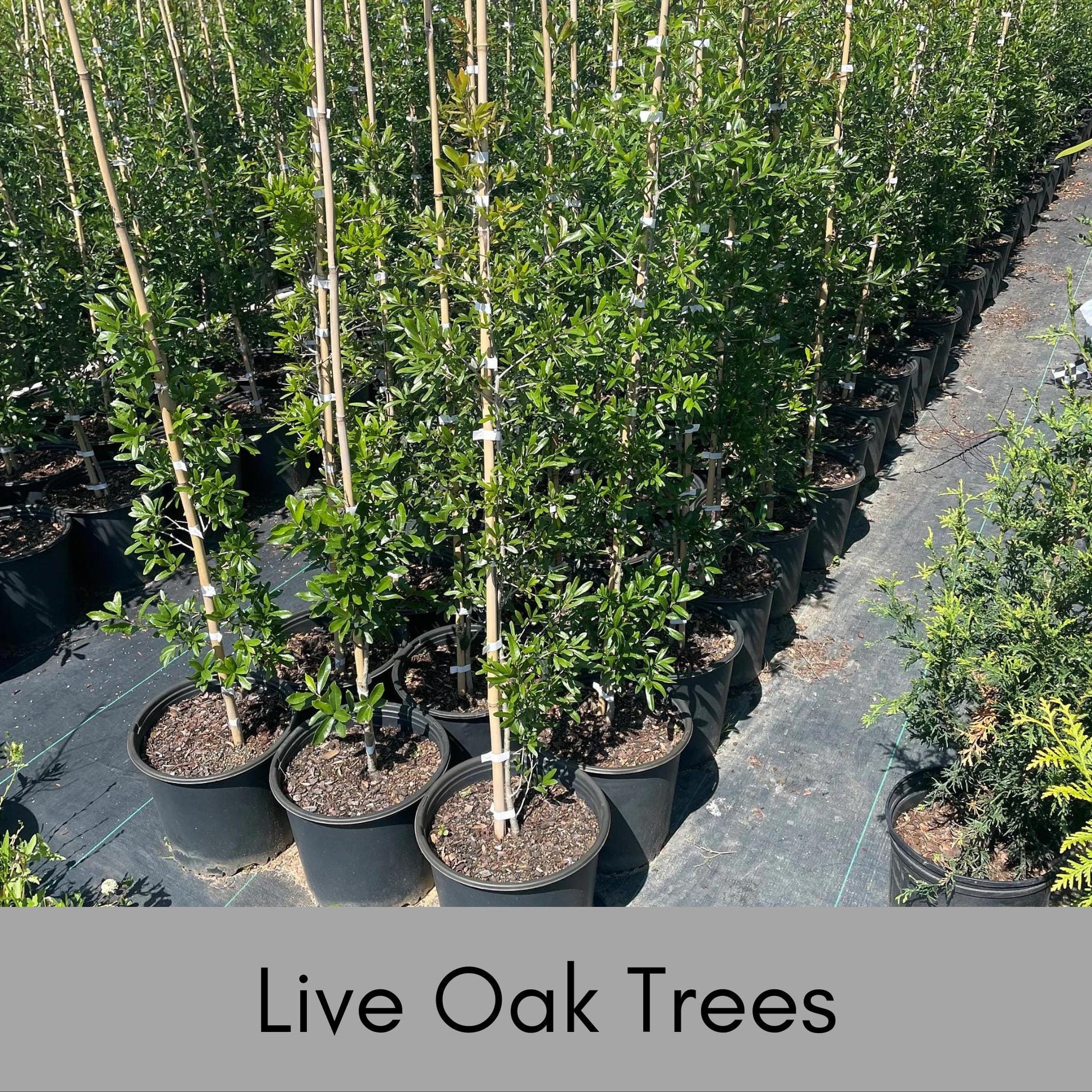 LIVE OAK TREES - 3’ Feet Tall Plus - Free Shipping!