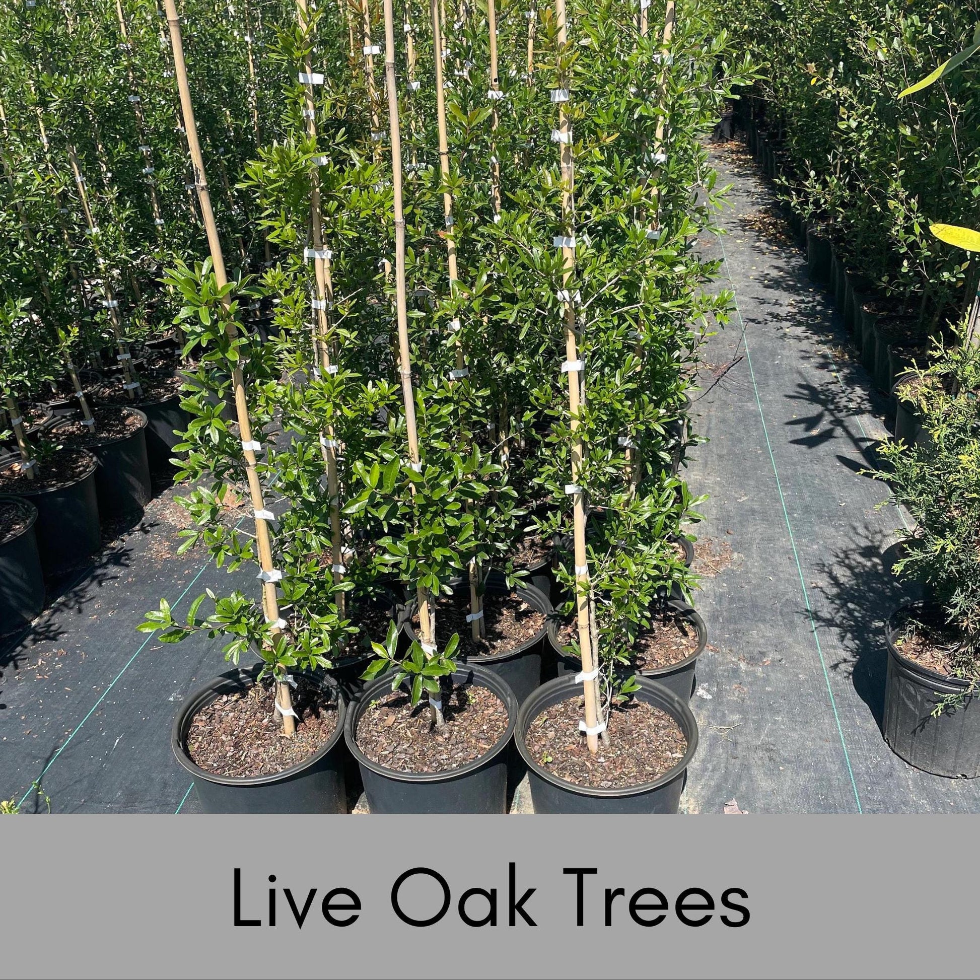 LIVE OAK TREES - 3’ Feet Tall Plus - Free Shipping!