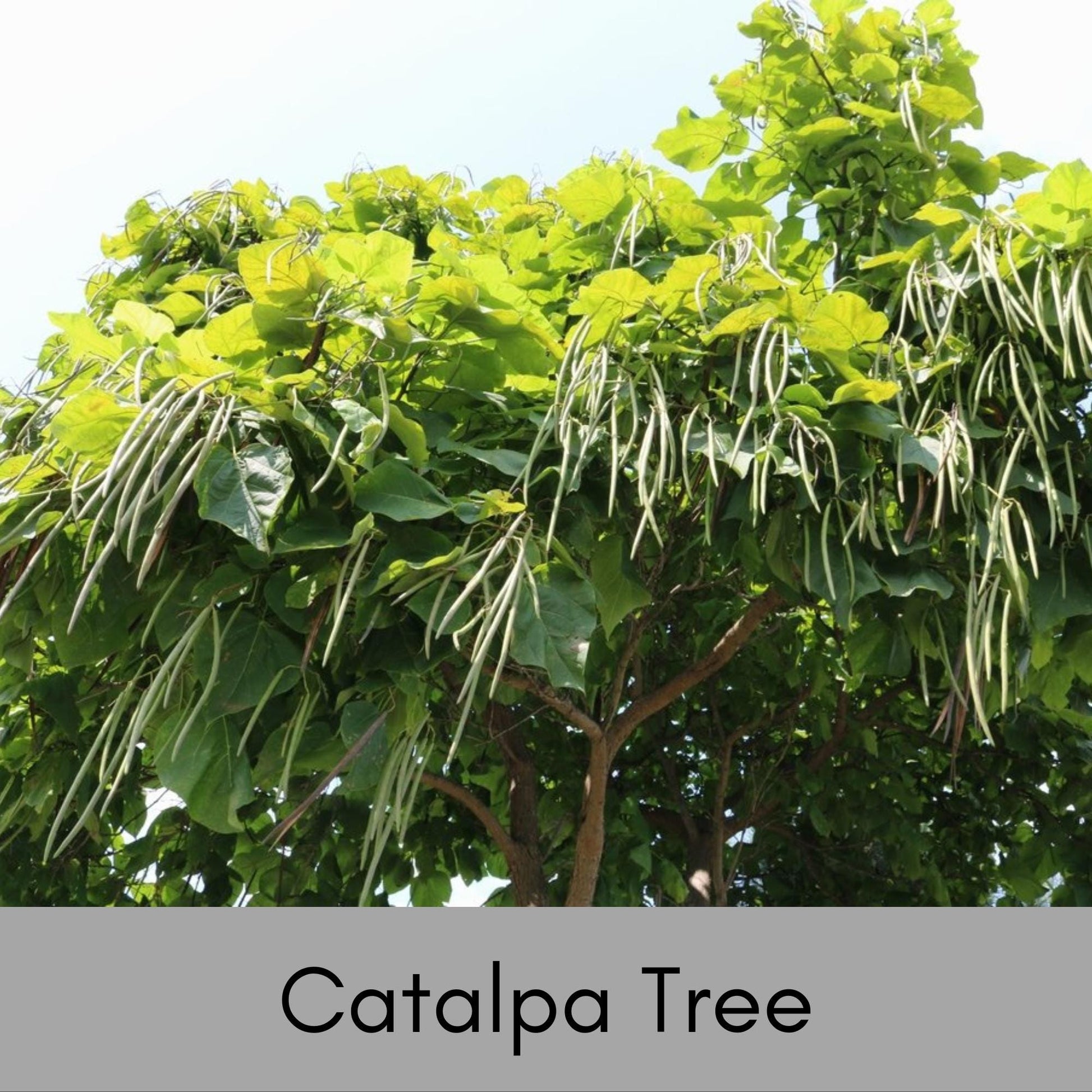 CATALPA TREES | 6 " Plug Seedlings