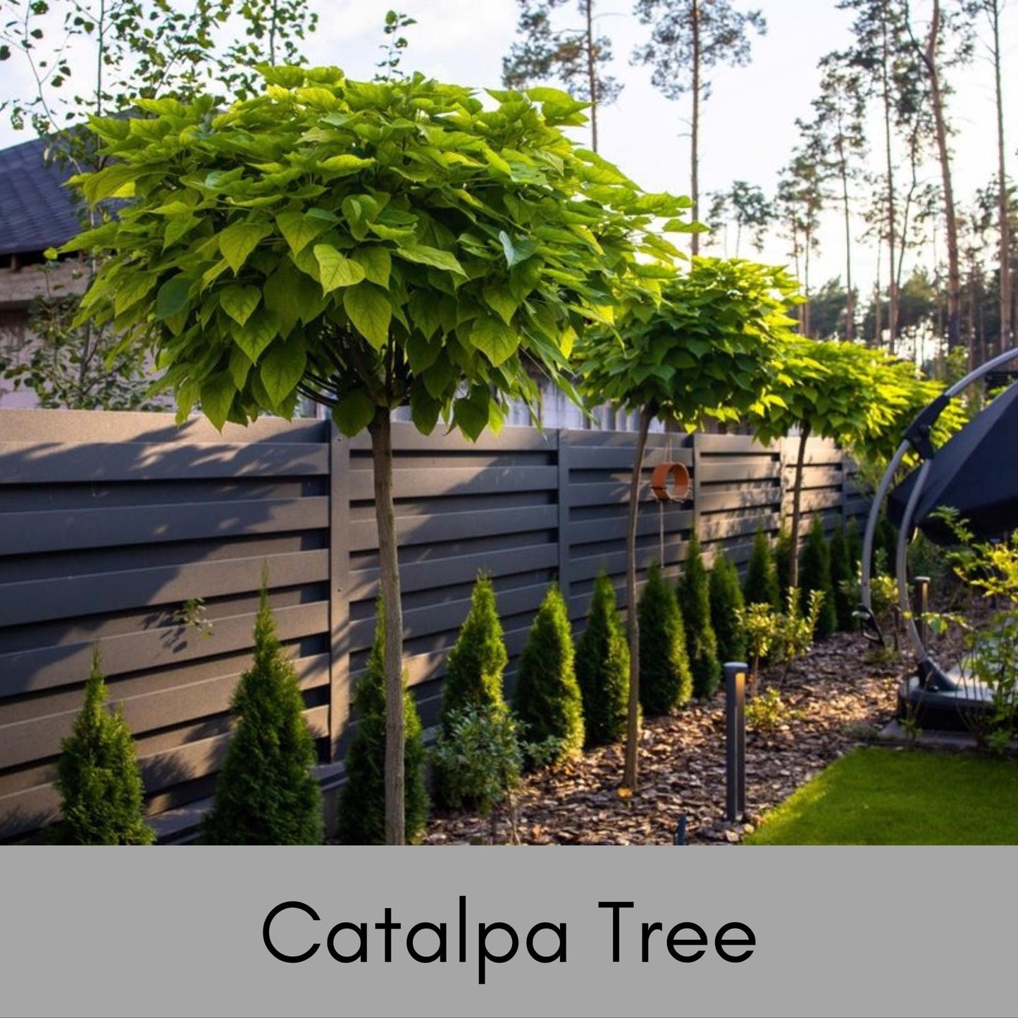 CATALPA TREES | 6 " Plug Seedlings