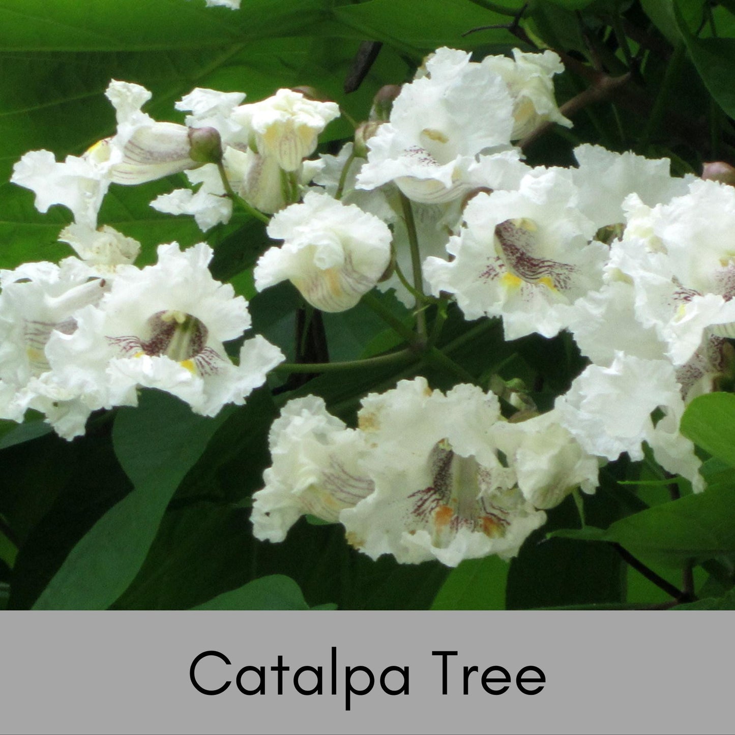 CATALPA TREES | 6 " Plug Seedlings