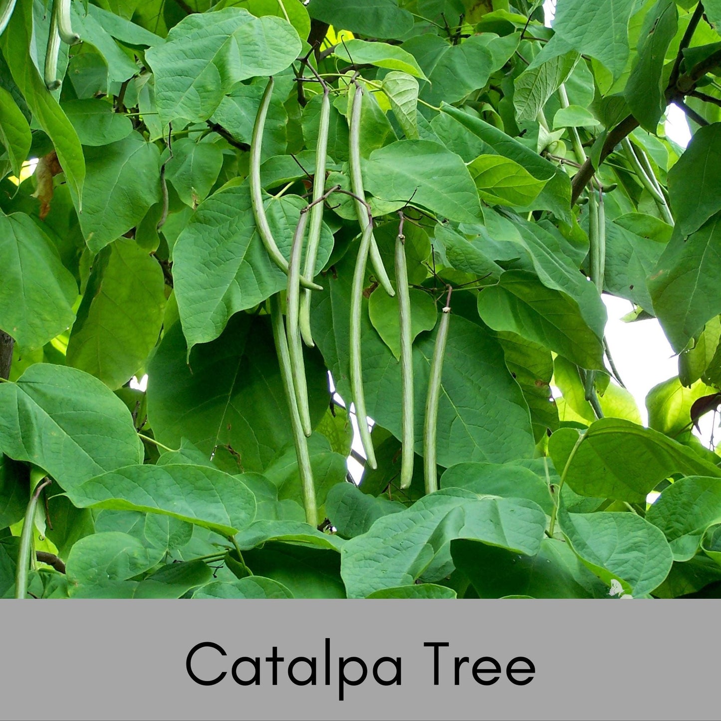 CATALPA TREES | 6 " Plug Seedlings