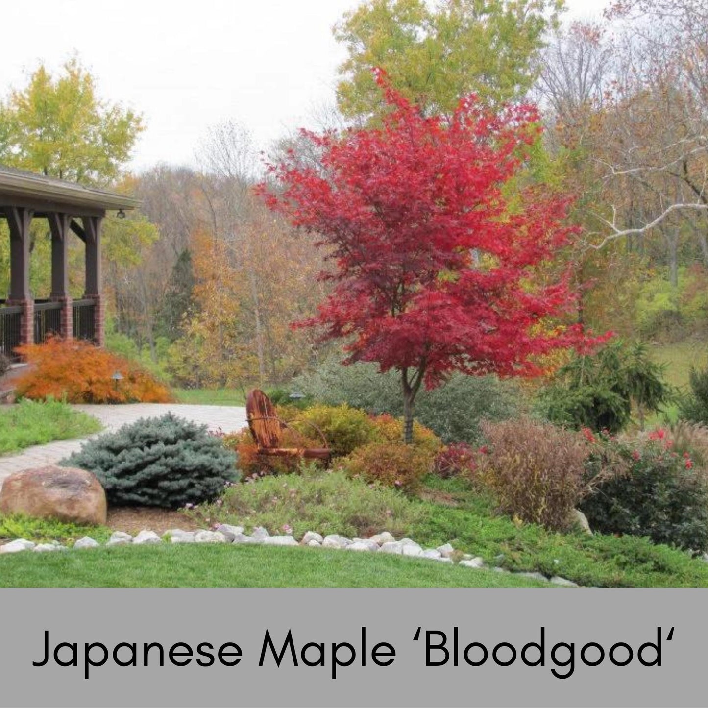 JAPANESE MAPLE 'BLOODGOOD' - 4" Cup - Asian Garden - Free Shipping