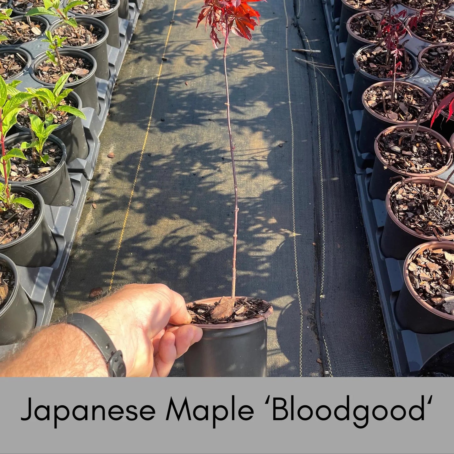 JAPANESE MAPLE 'BLOODGOOD' - 4" Cup - Asian Garden - Free Shipping