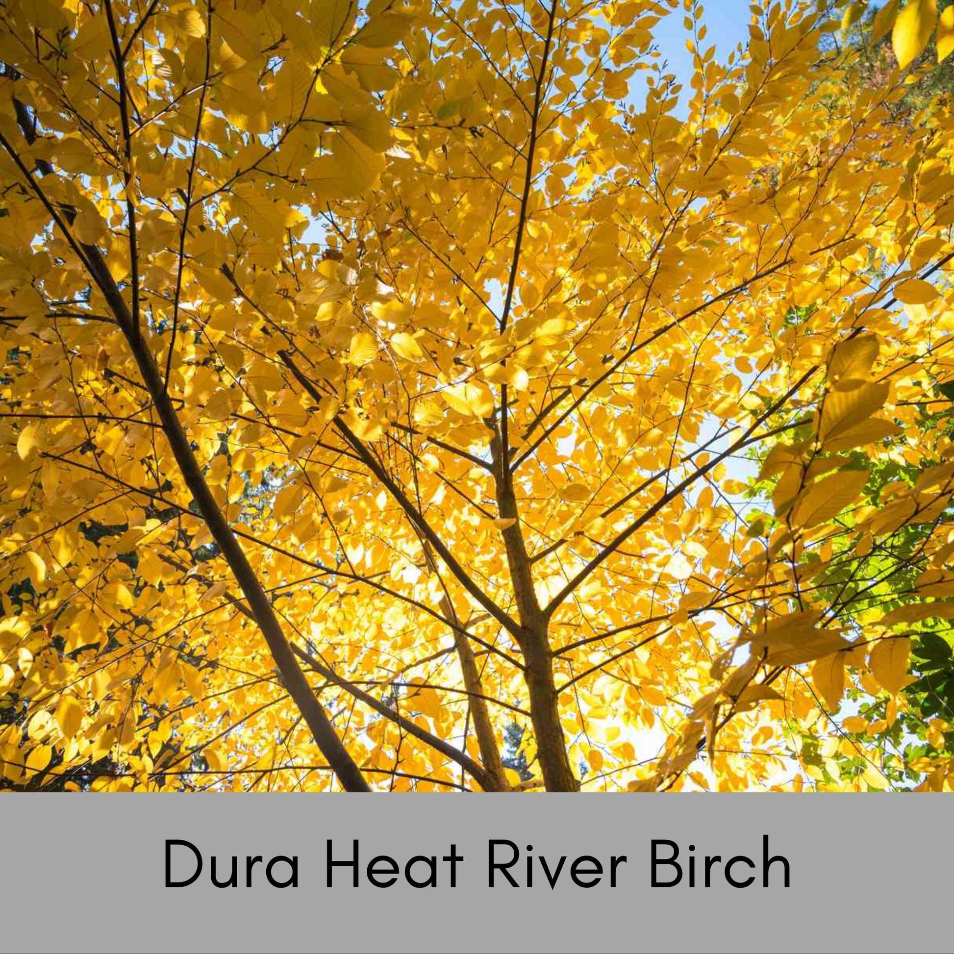 RIVER BIRCH TREE - 5 Gallon Tree 4 to 5 Feet Tall - Free Shipping On All Orders! - Very Fast Growing Shade Tree!