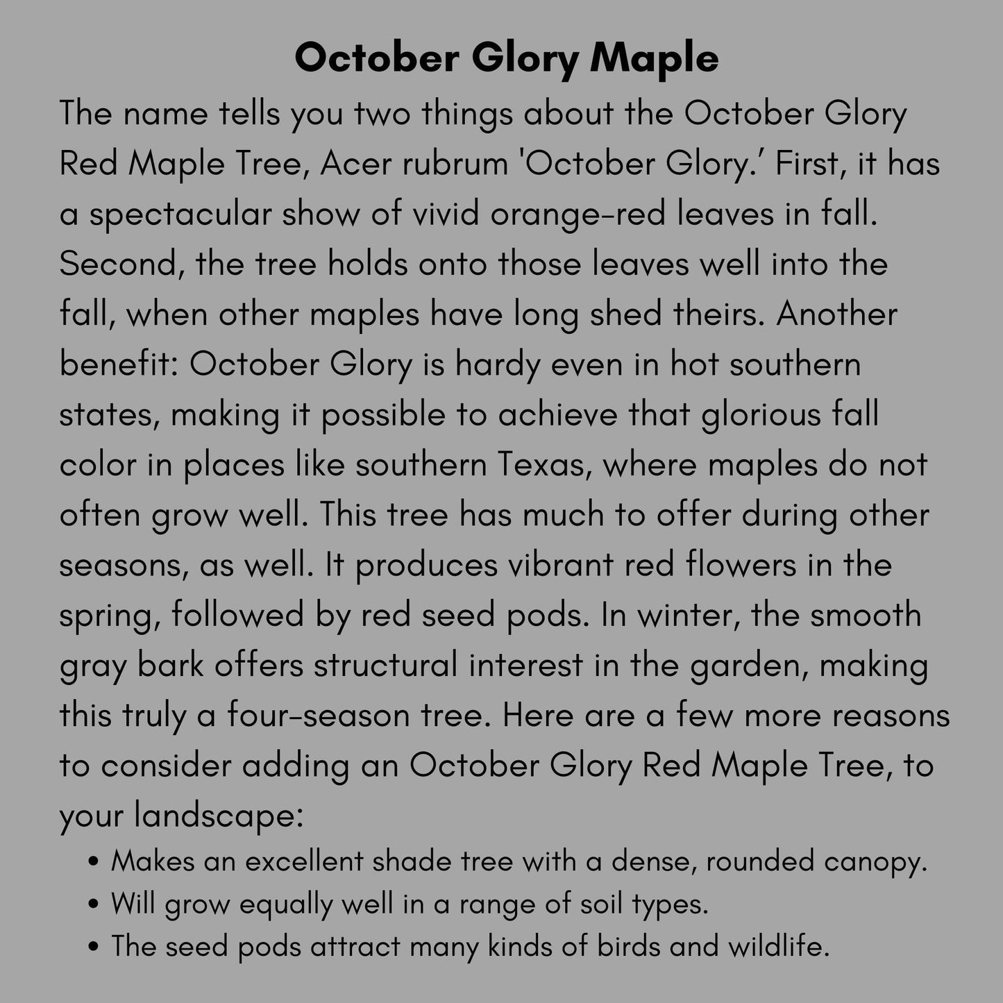 OCTOBER GLORY MAPLE | Fall Foliage Extra! | 4 to 5 Feet Tall