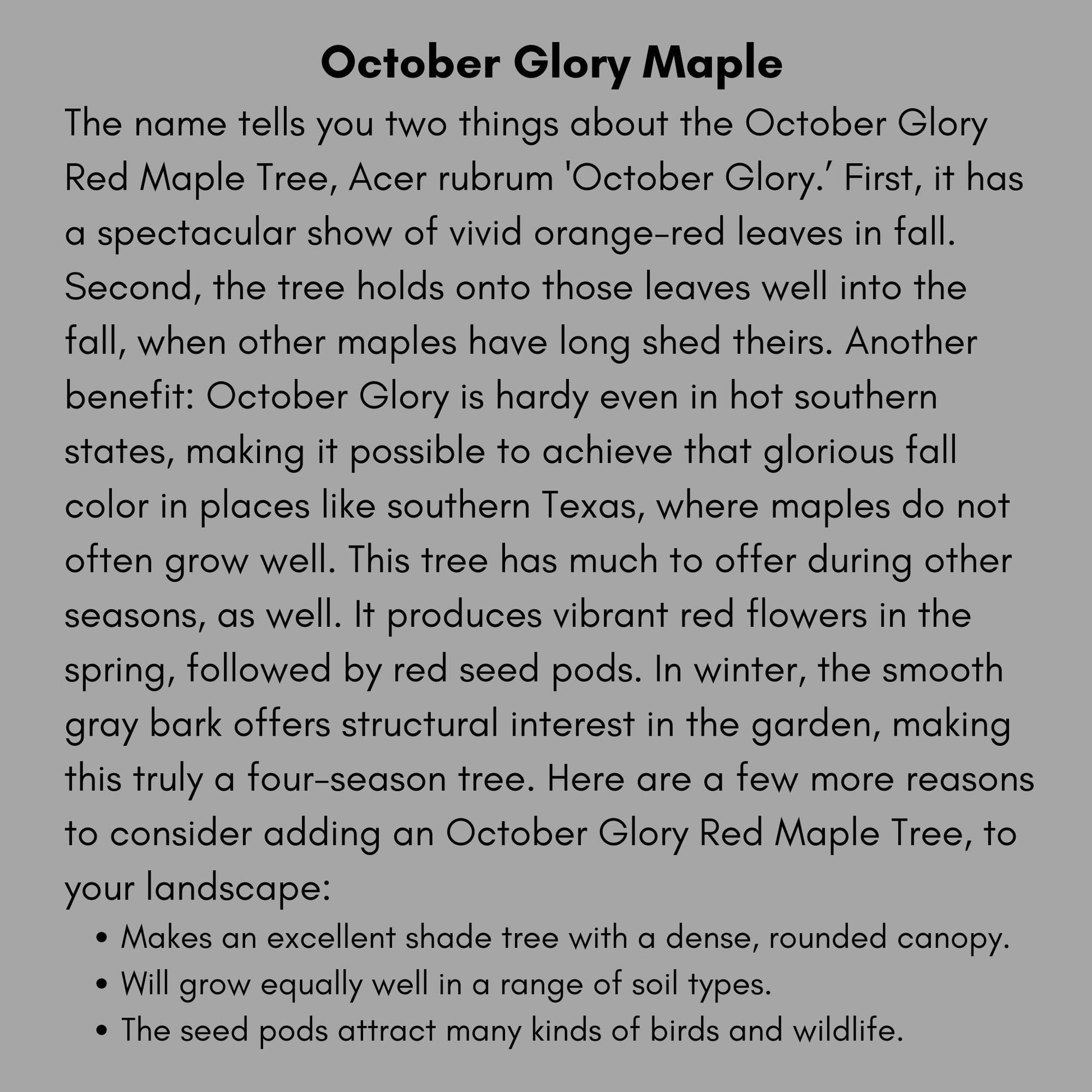 OCTOBER GLORY MAPLE | Fall Foliage Extra! | 4 to 5 Feet Tall