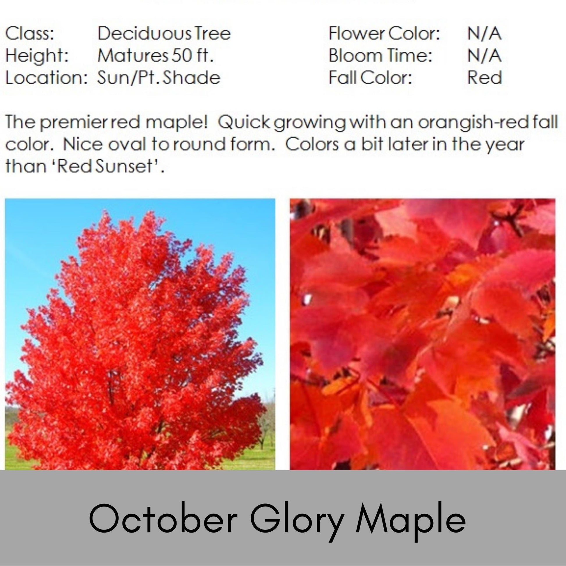 OCTOBER GLORY MAPLE | Fall Foliage Extra! | 4 to 5 Feet Tall