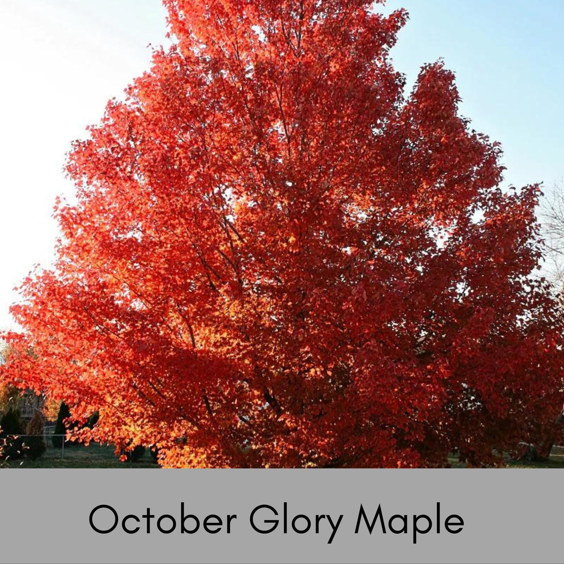 OCTOBER GLORY MAPLE | Fall Foliage Extra! | 4 to 5 Feet Tall