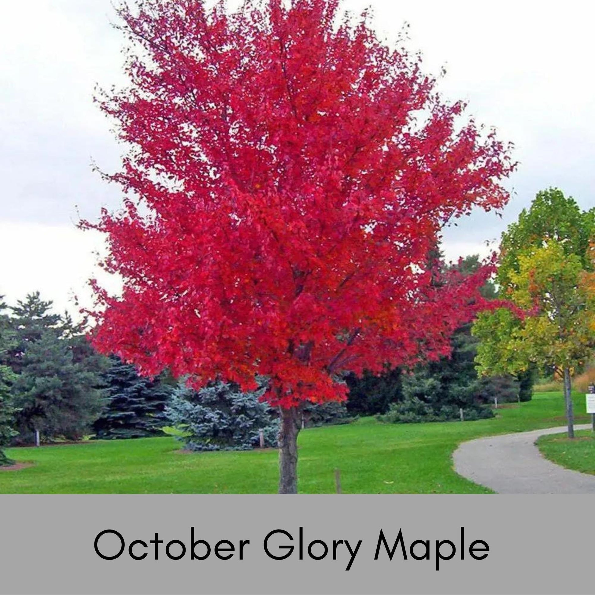 OCTOBER GLORY MAPLE | Fall Foliage Extra! | 4 to 5 Feet Tall