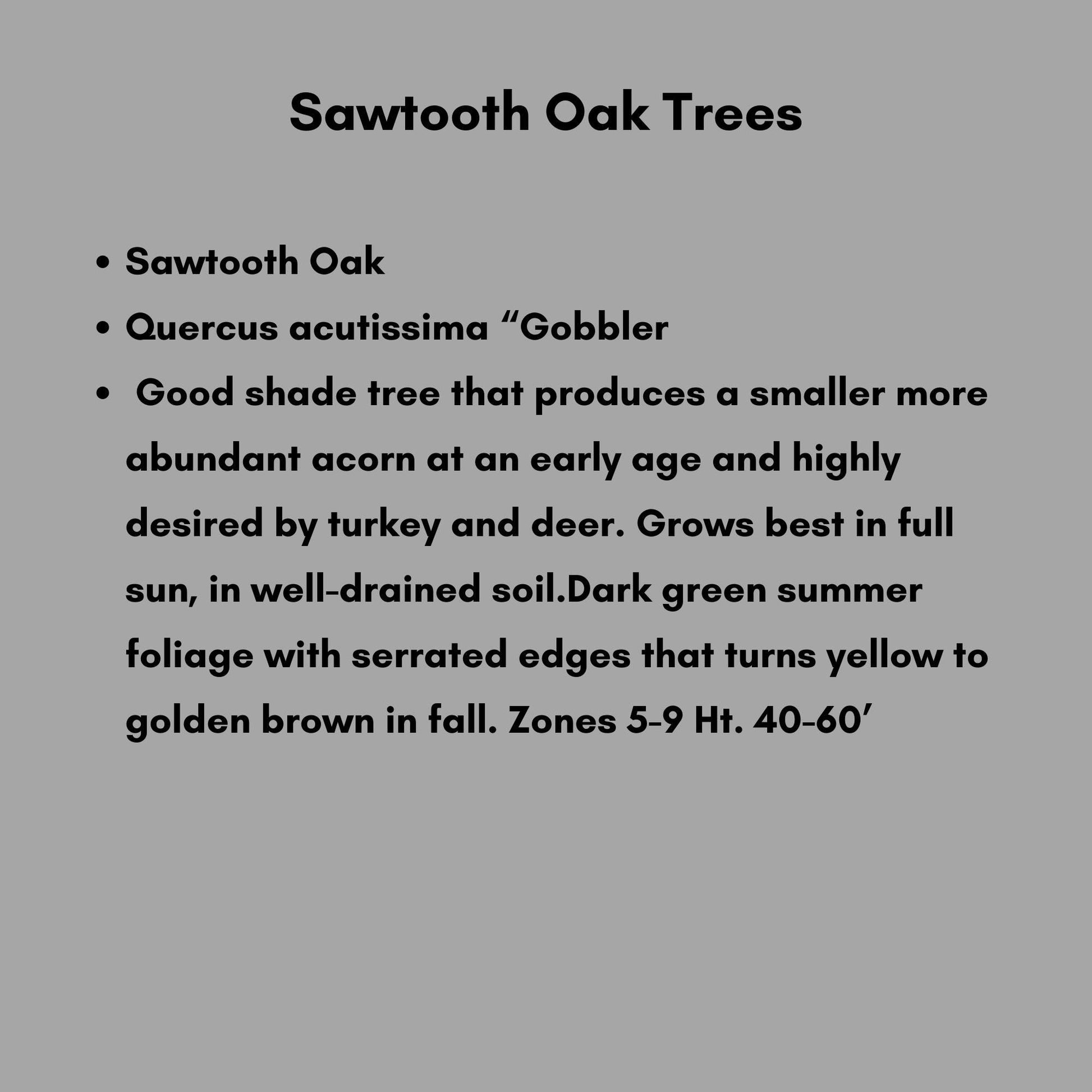 SAWTOOTH OAK TREES! - Wildlife love these!! Free Shipping!