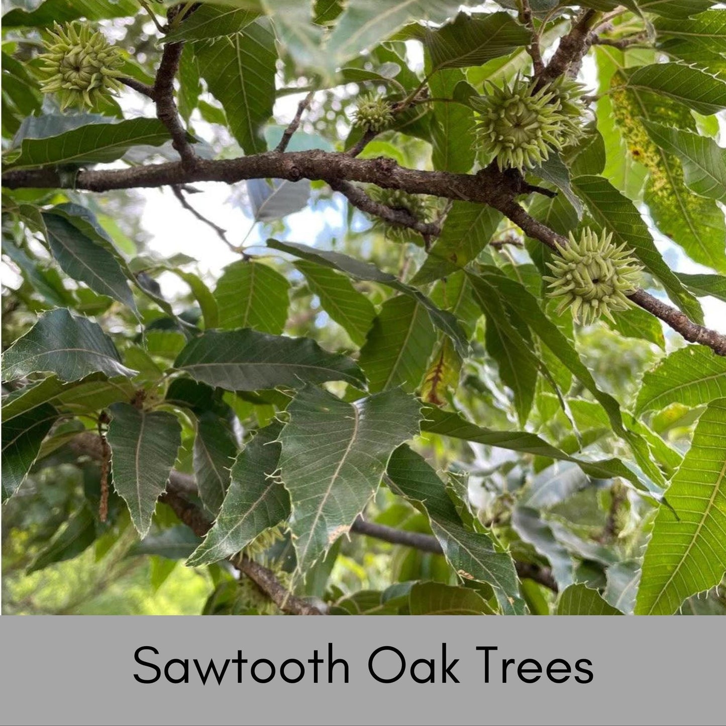 SAWTOOTH OAK TREES! - Wildlife love these!! Free Shipping!