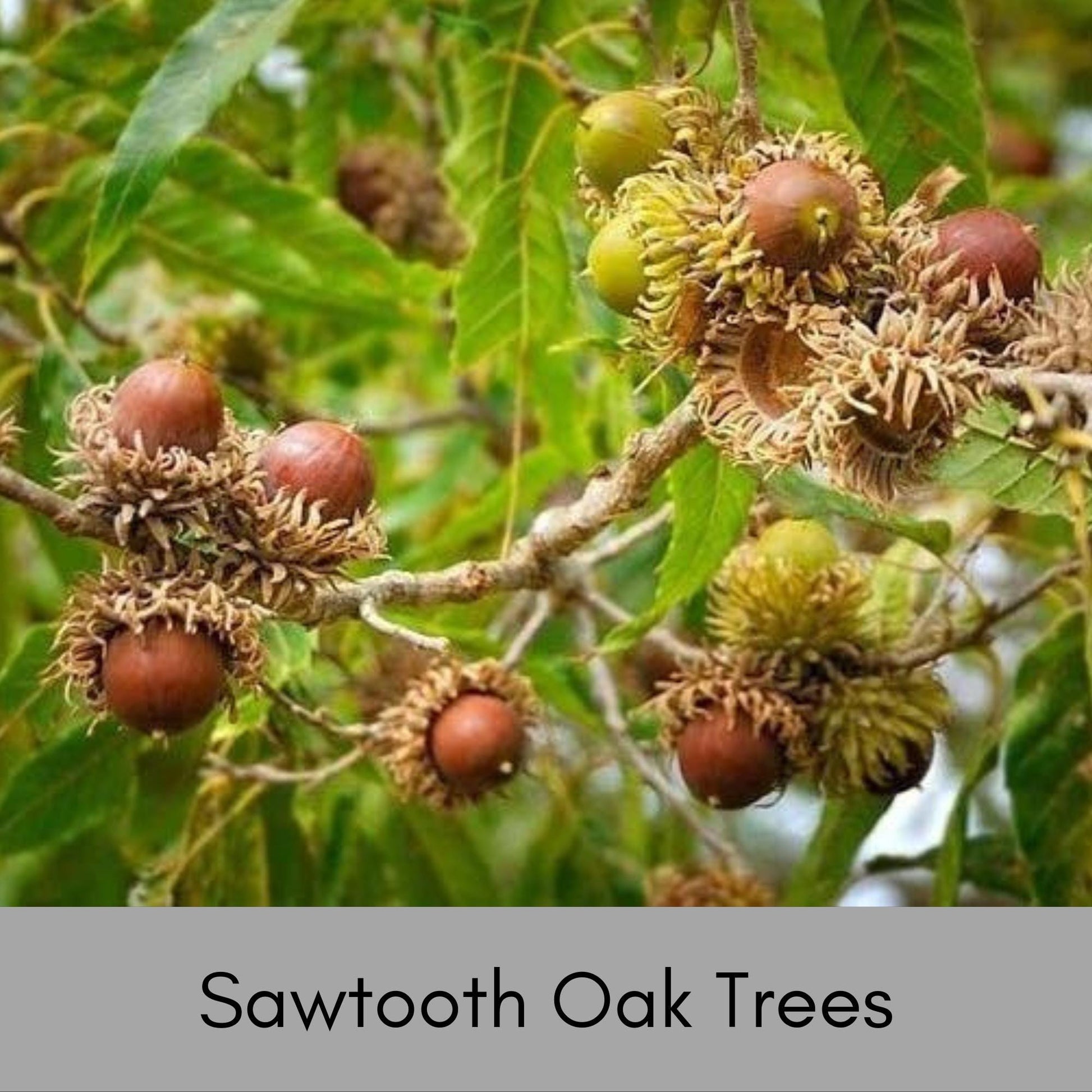 SAWTOOTH OAK TREES! - Wildlife love these!! Free Shipping!