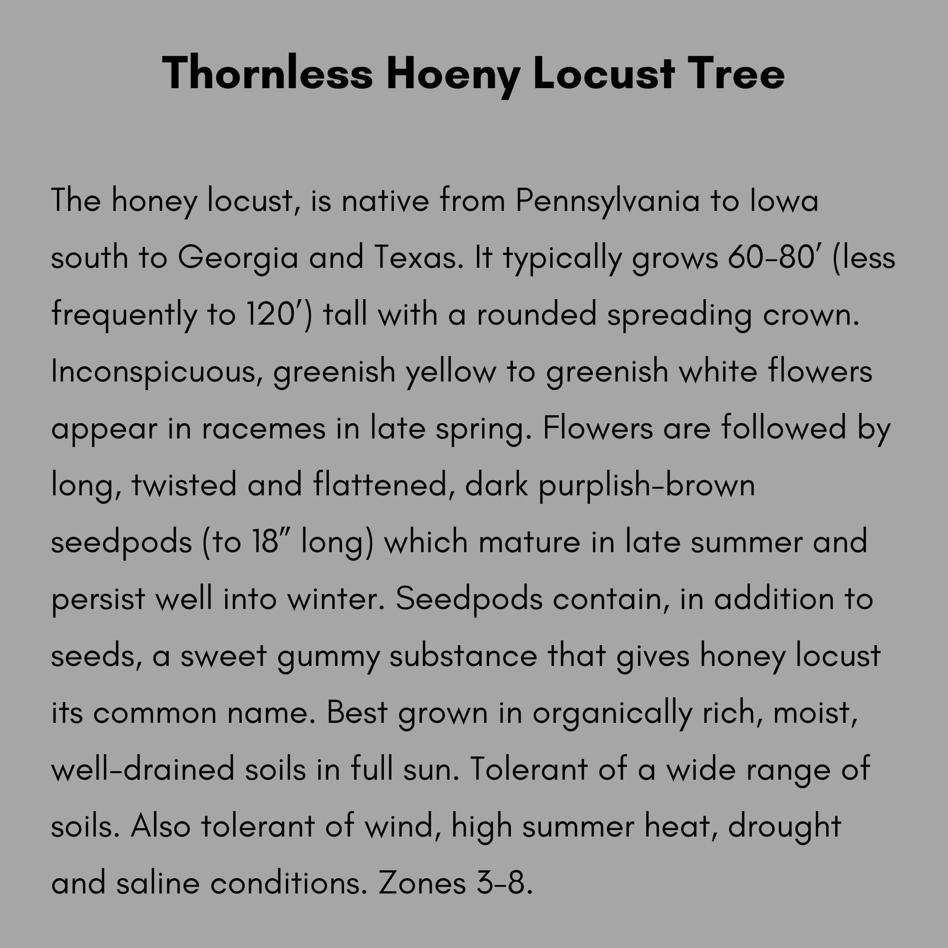 Thornless Honey Locust Tree – Perfect for Native Plant Landscapes